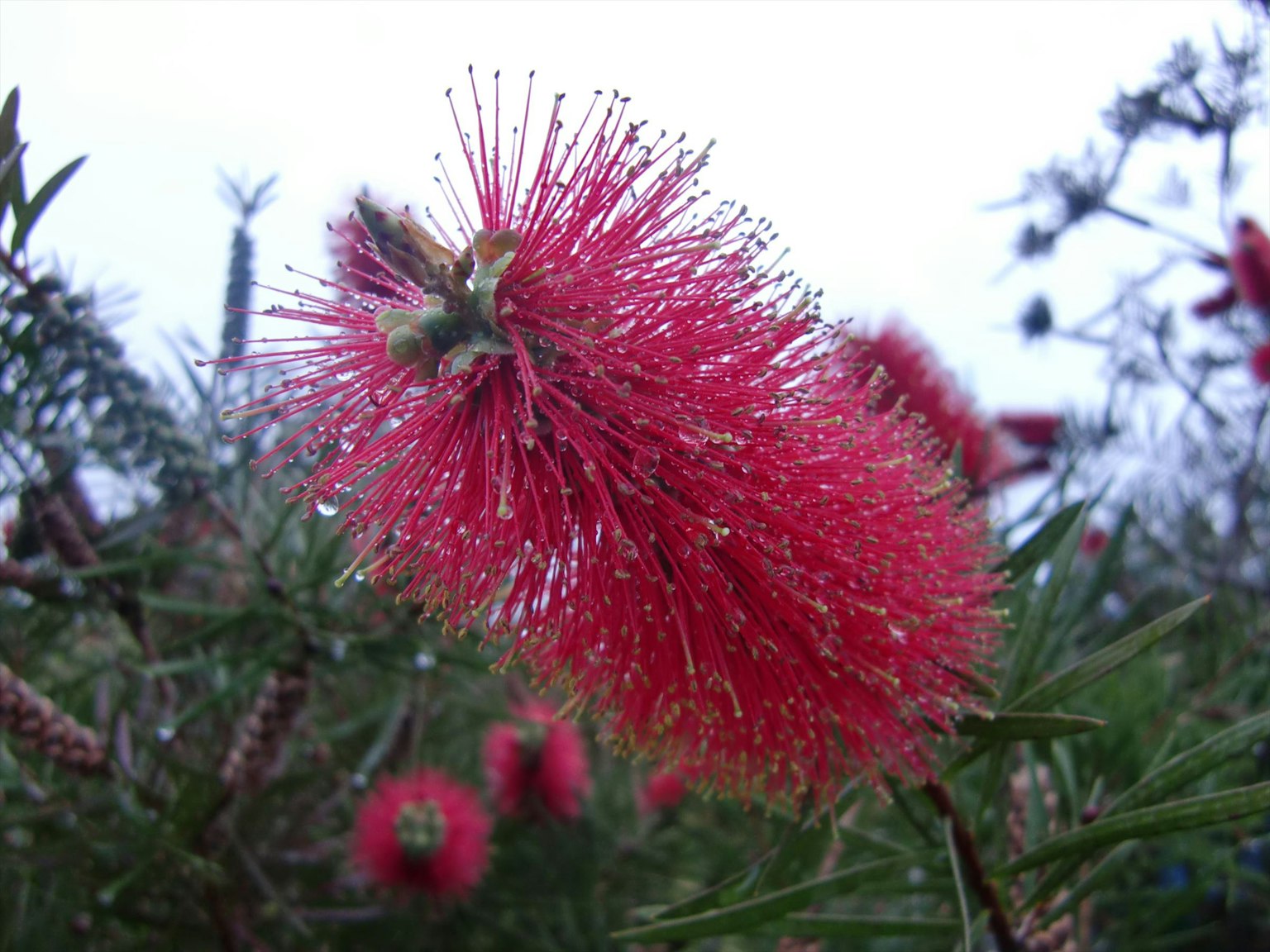 Vibrant red bottlebrush flower with droplets of water