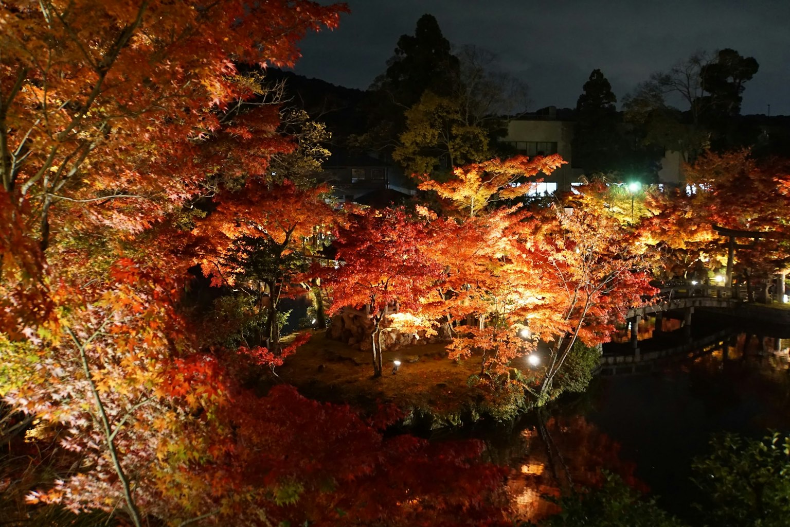 夜の紅葉が美しい庭園の風景