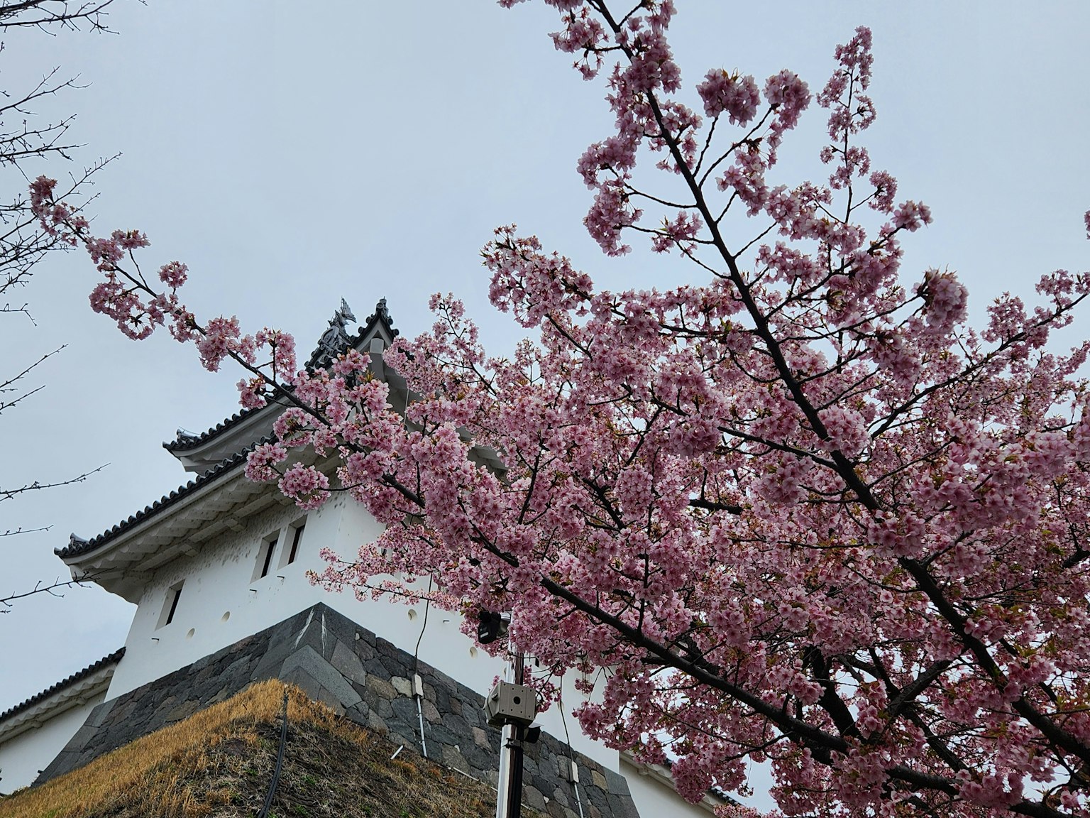 樱花盛开在城堡附近