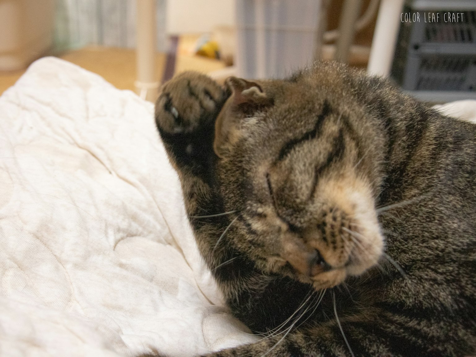 一只灰色条纹的猫在白色毯子上睡觉
