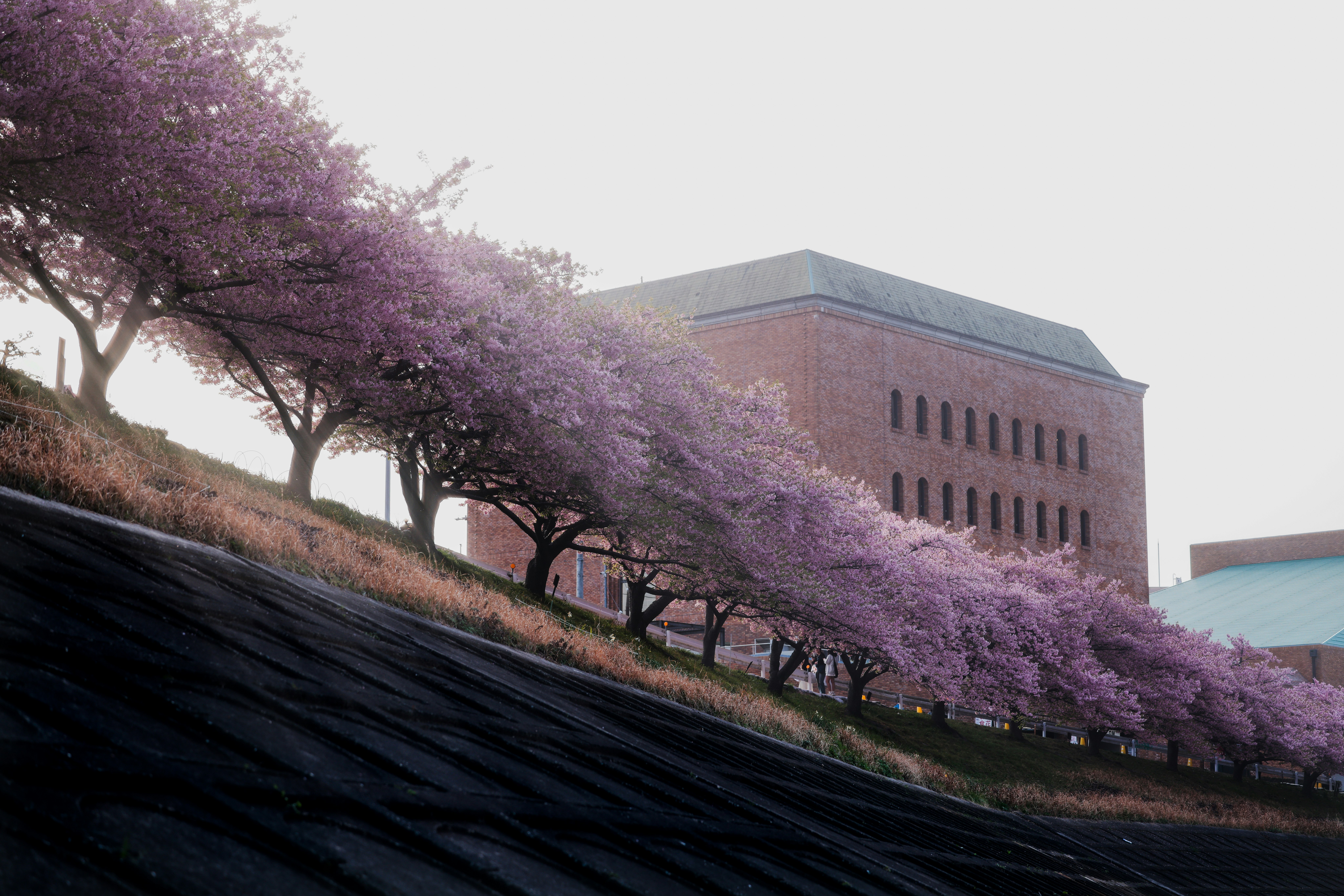 building with a hillside row of purple-blossomed trees