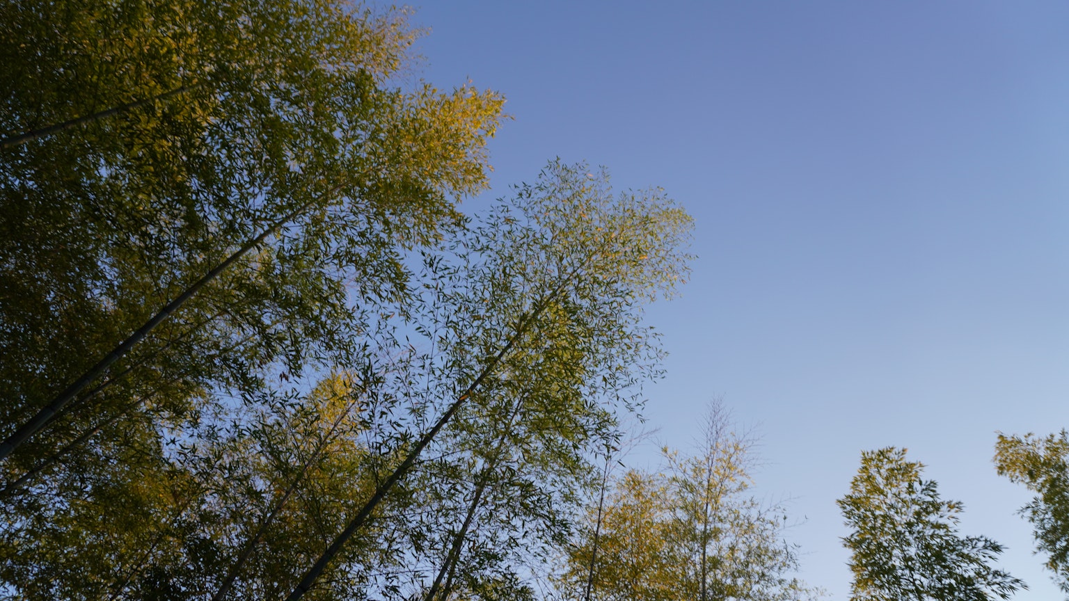 View of green trees against a blue sky