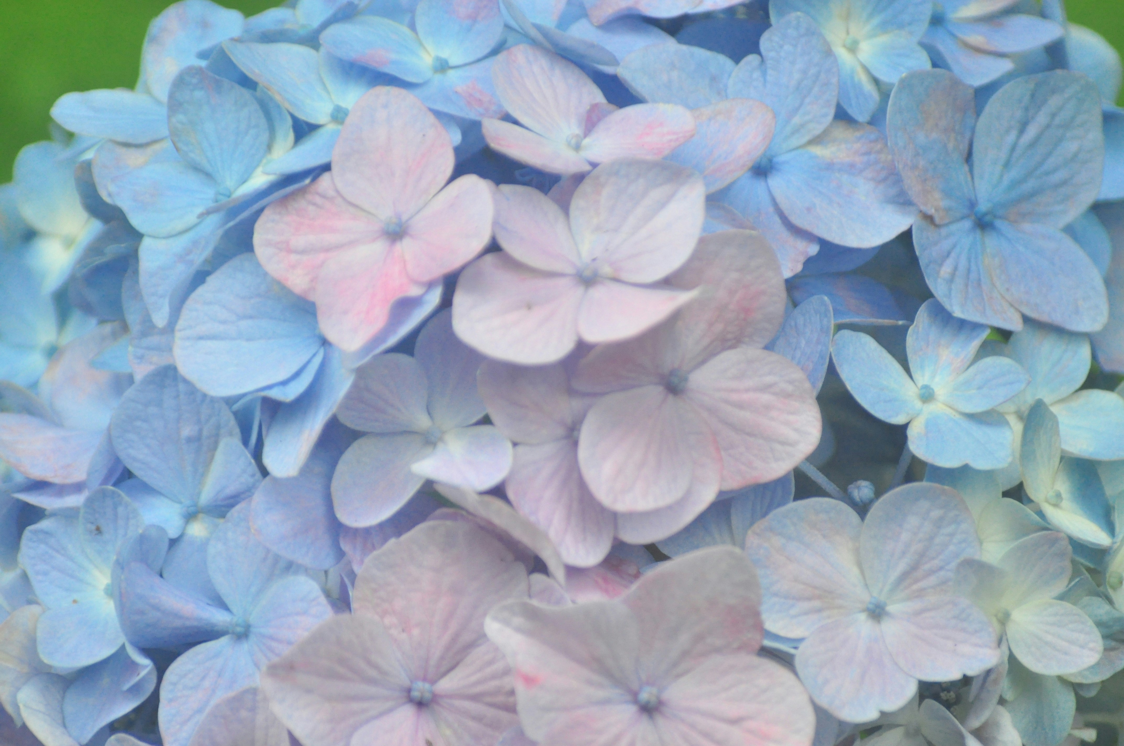 パステルカラーの紫陽花の花のクローズアップ
