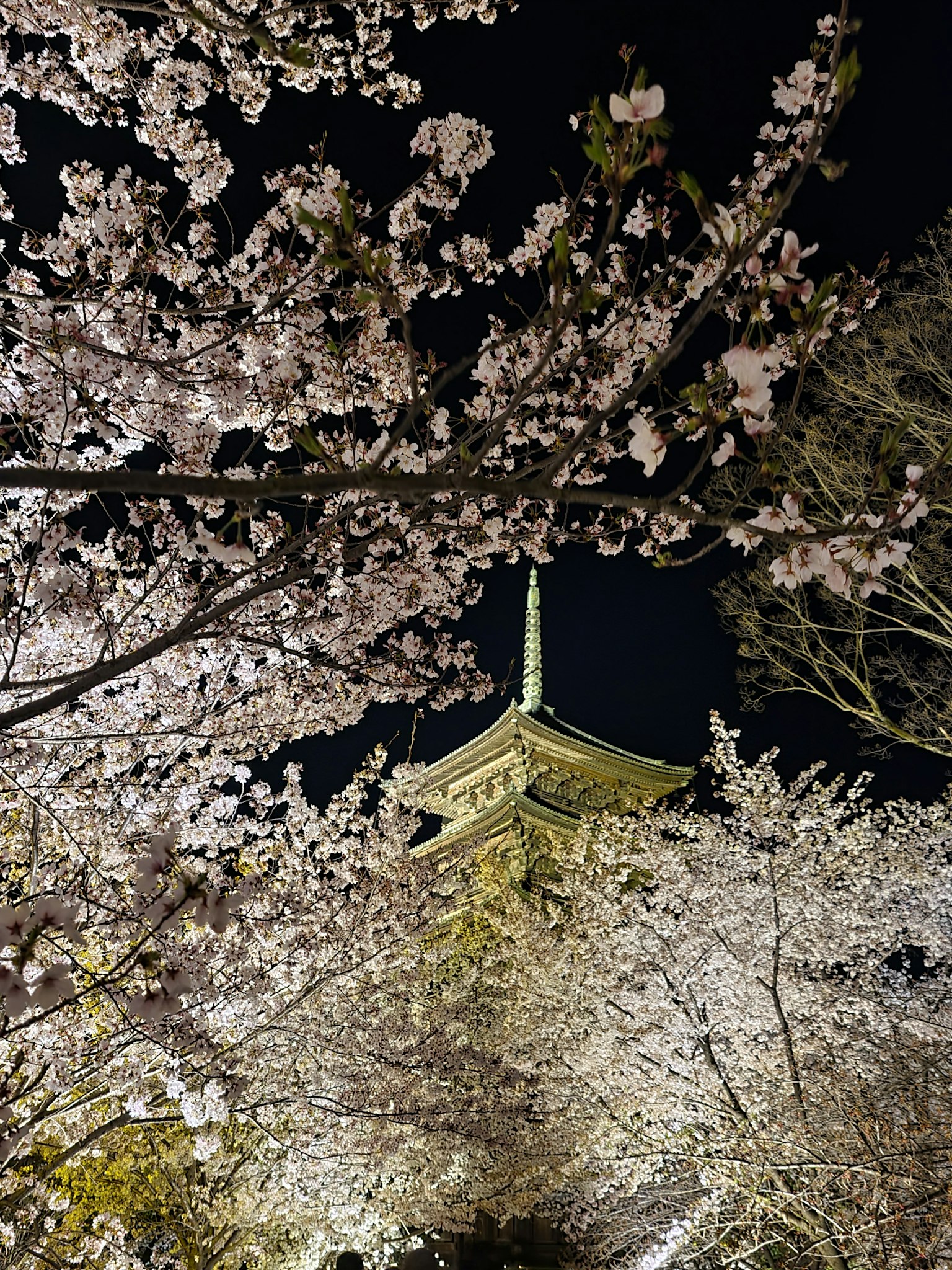 Vue nocturne de cerisiers en fleurs avec une pagode traditionnelle
