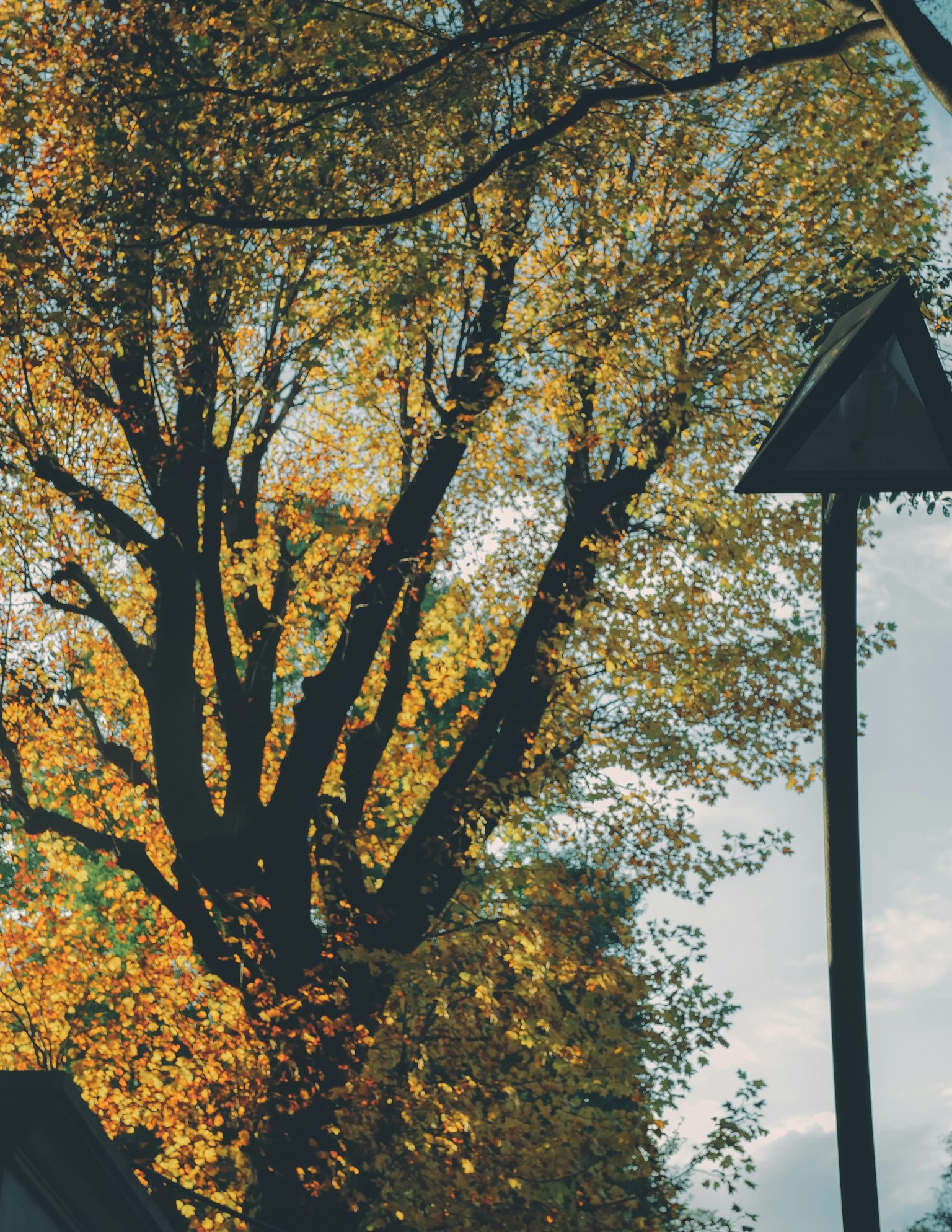 Silhouette of a large tree with vibrant autumn leaves and a traffic sign