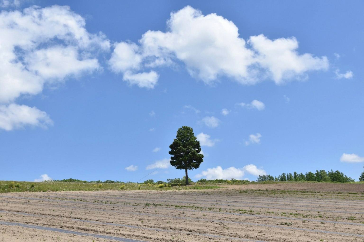 A solitary tree under a blue sky with scattered clouds and a plowed field