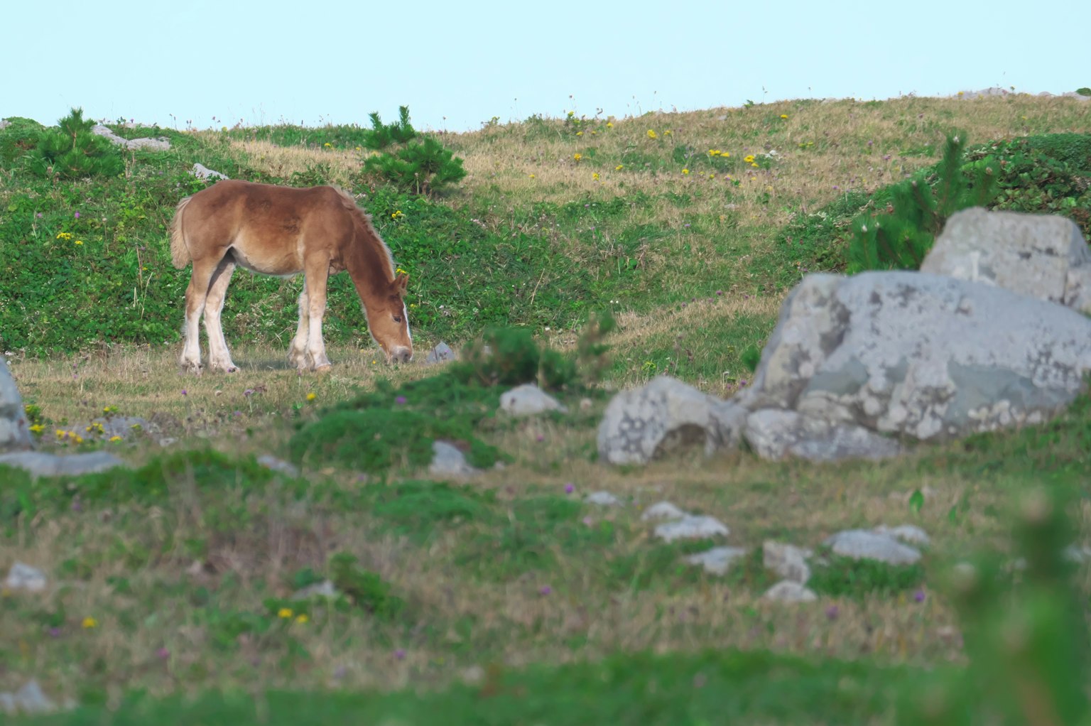 Cavallo che pascola sull'erba con rocce sullo sfondo