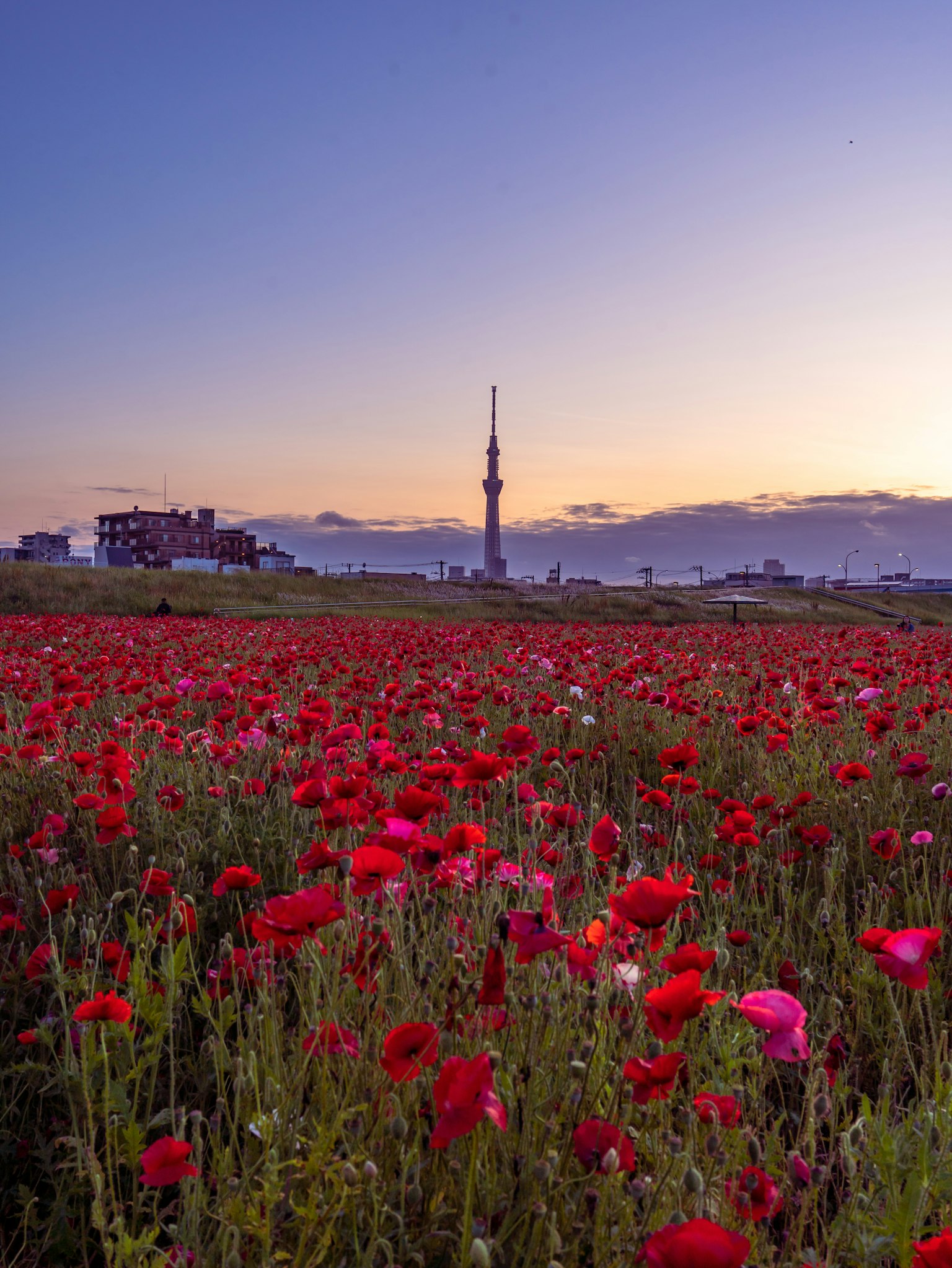 Un campo di fiori rossi vibranti con la Tokyo Skytree sullo sfondo