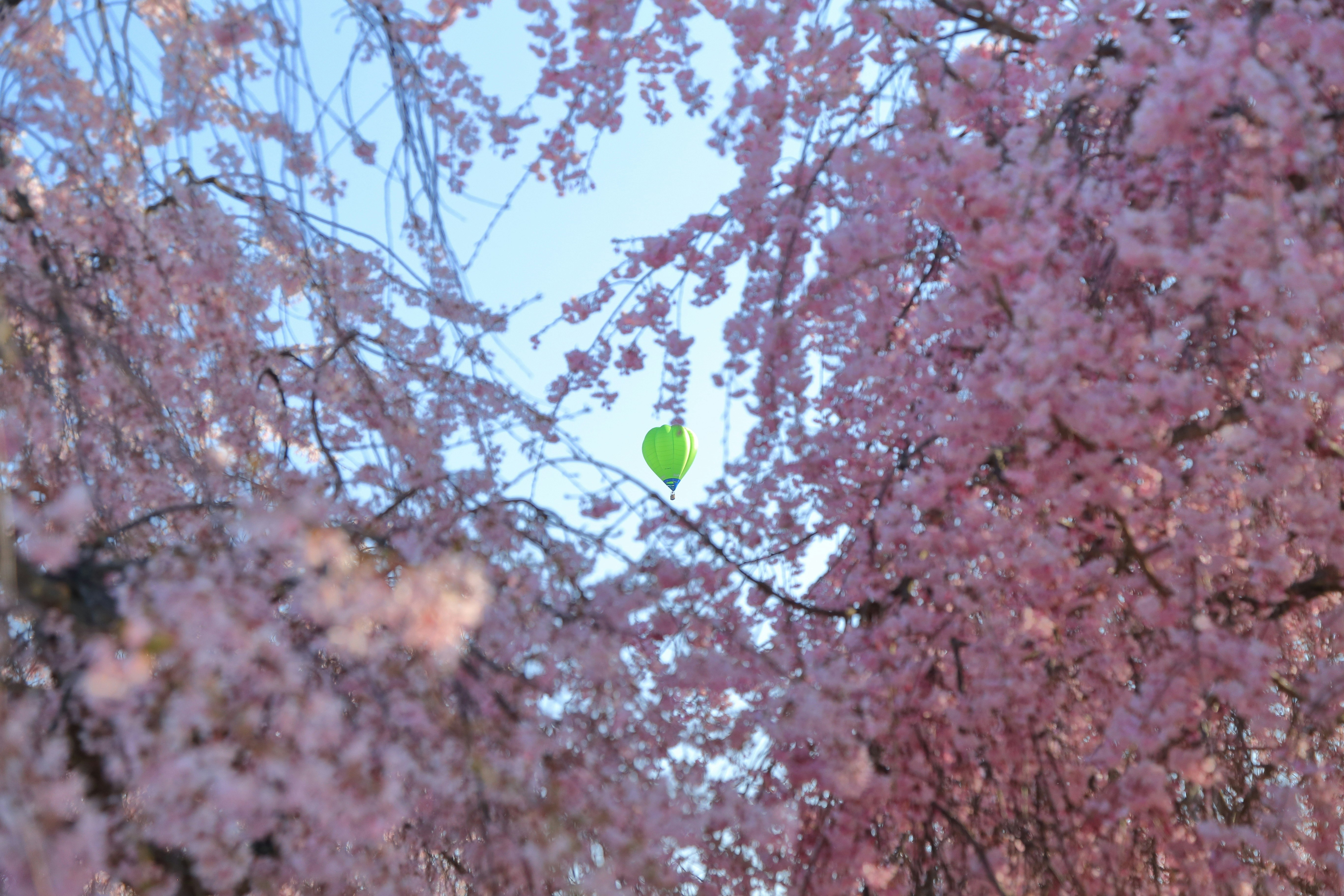 Fleurs de cerisier et ballon dans le ciel