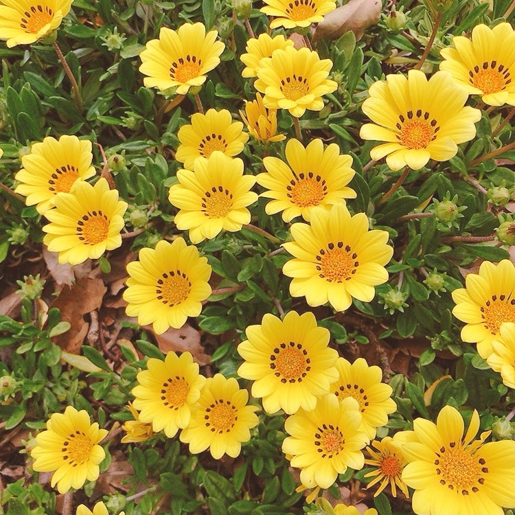 黄色い花が群生する花壇のクローズアップ