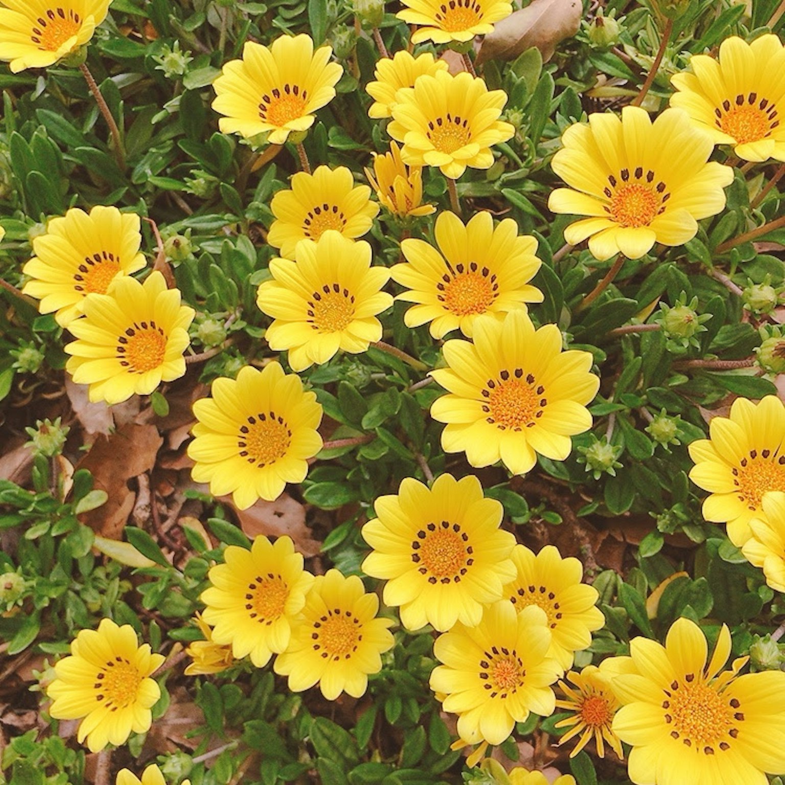 A patch of blooming yellow flowers in a garden