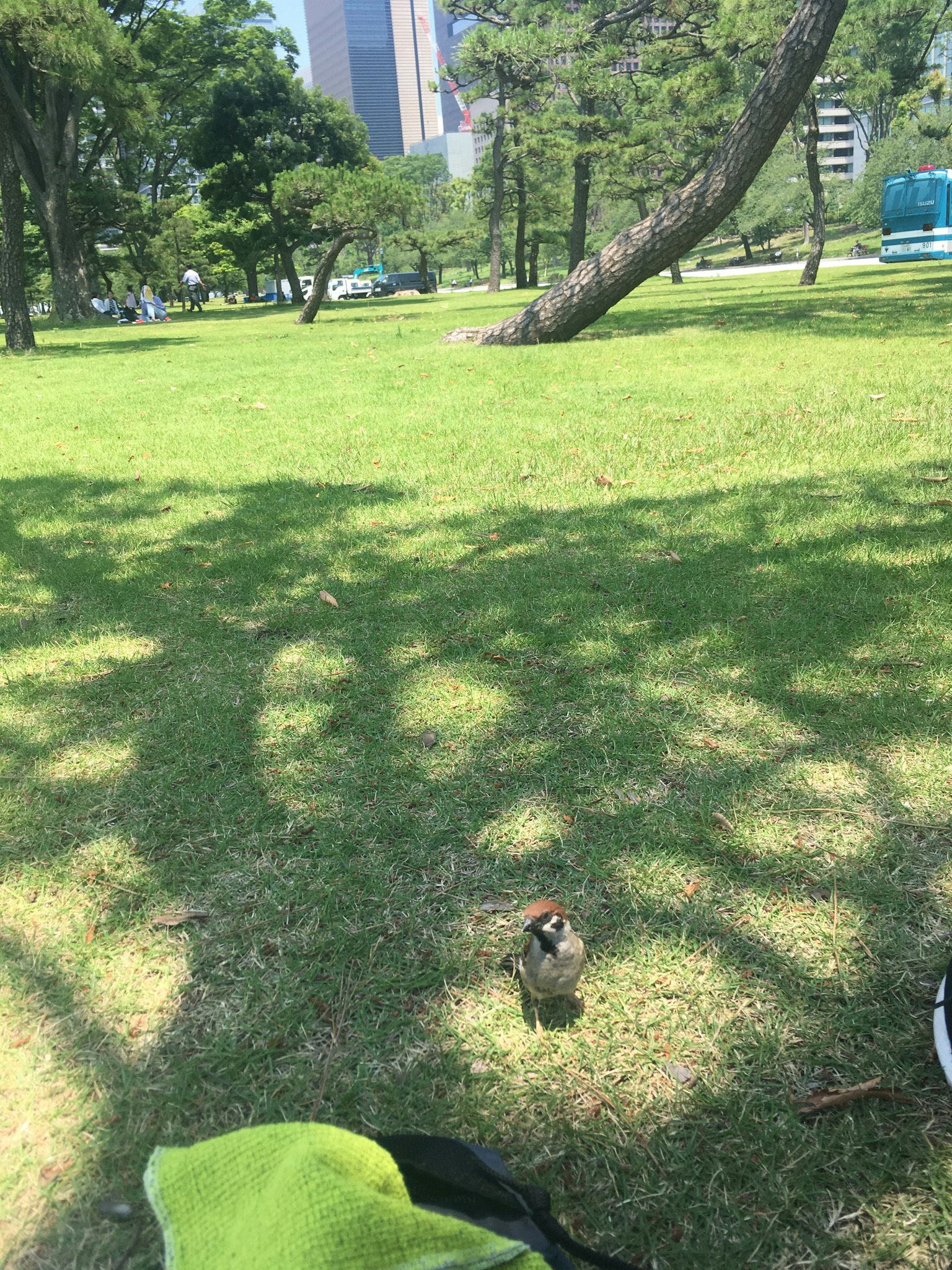 A small bird on the grass in a park with tree shadows