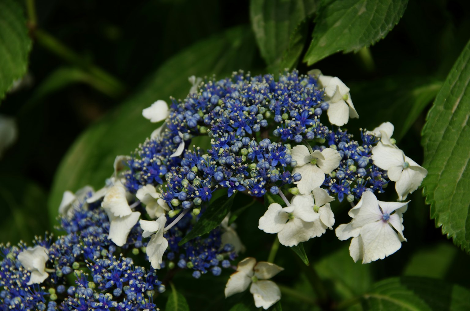 Close-up bunga hydrangea indah dengan bunga biru dan putih