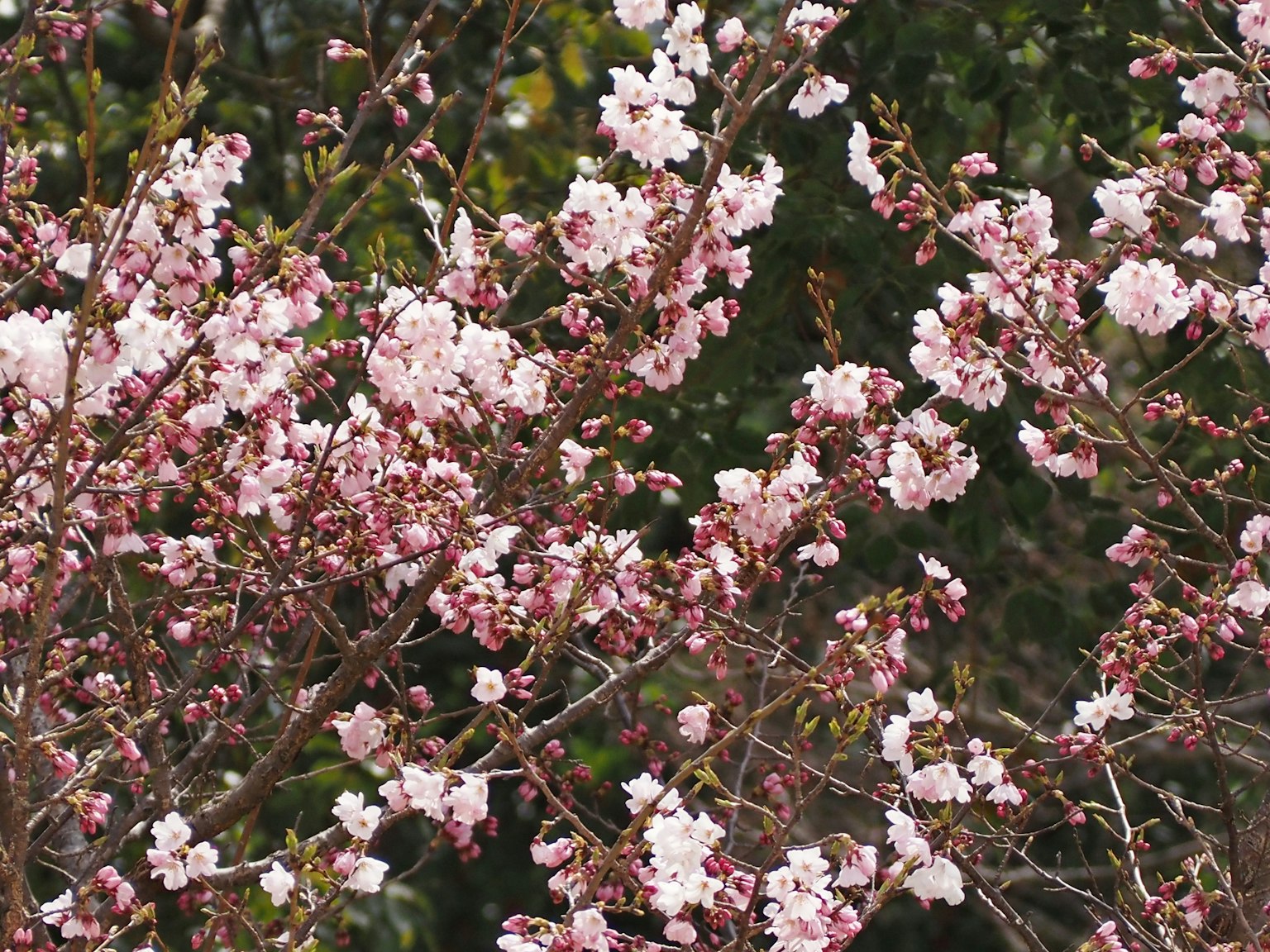 Nahaufnahme von Kirschbaumzweigen mit rosa Blüten