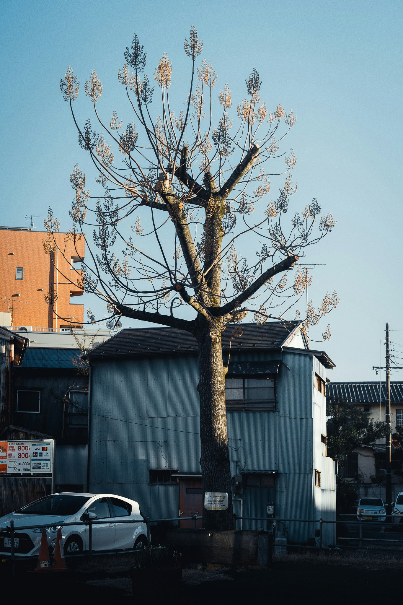 青空の下の街角に立つ葉のない木と建物