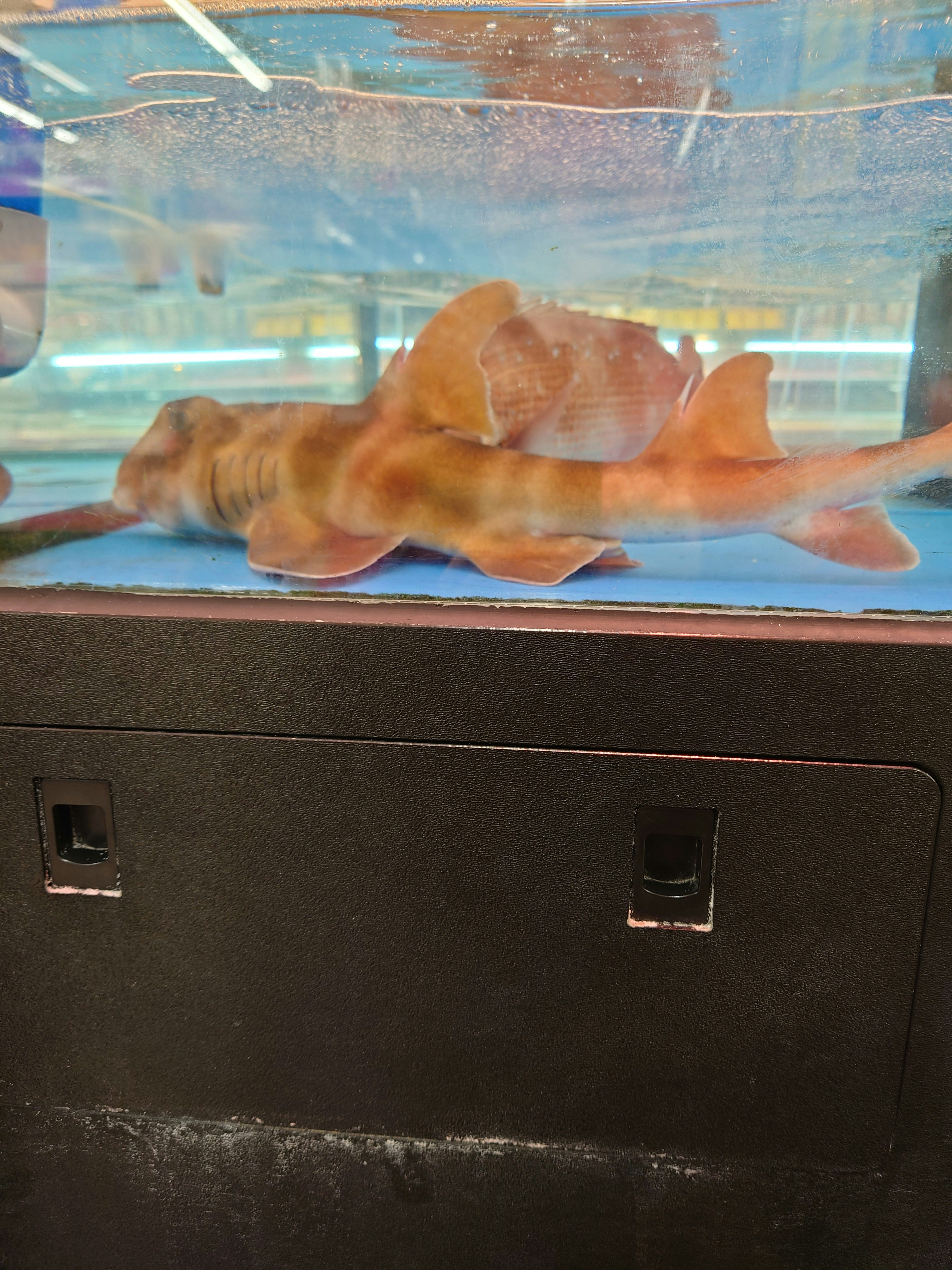 水族箱玻璃后游动的橙色鱼