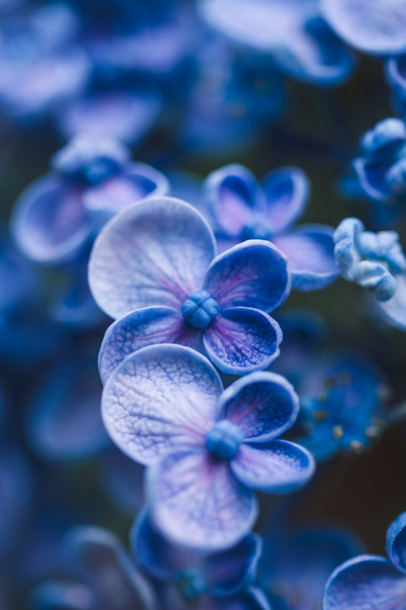 Close-up of delicate blue-purple flower petals