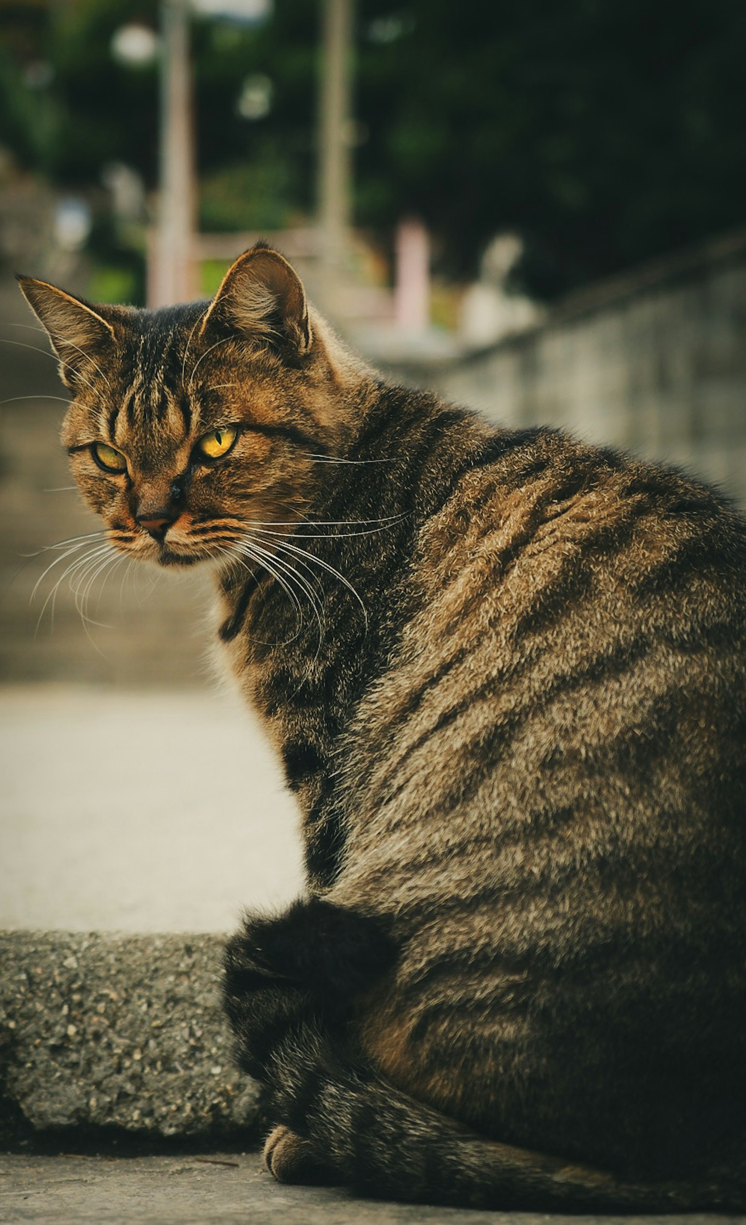 棕色条纹猫回头看