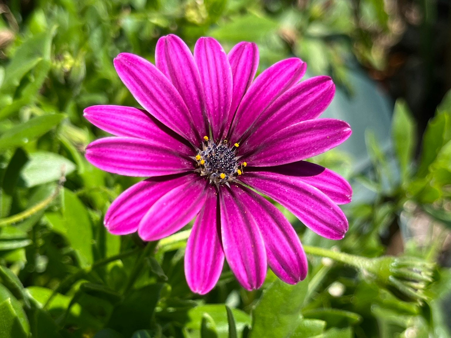 Fleur violette vibrante fleurissant parmi des feuilles vertes