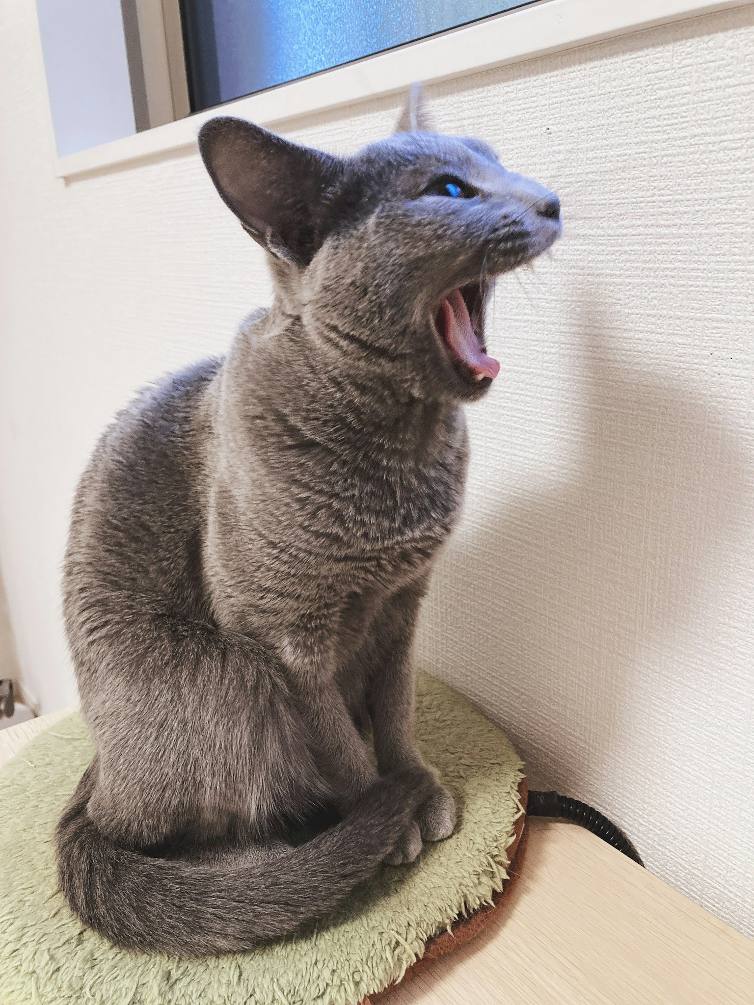 Gato gris bostezando mientras está sentado en una alfombra verde