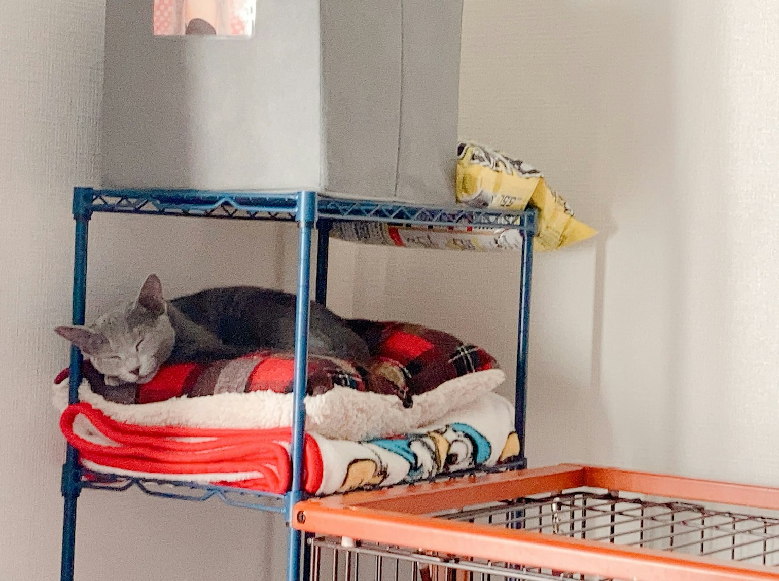 Gatto grigio che dorme su una coperta in una mensola