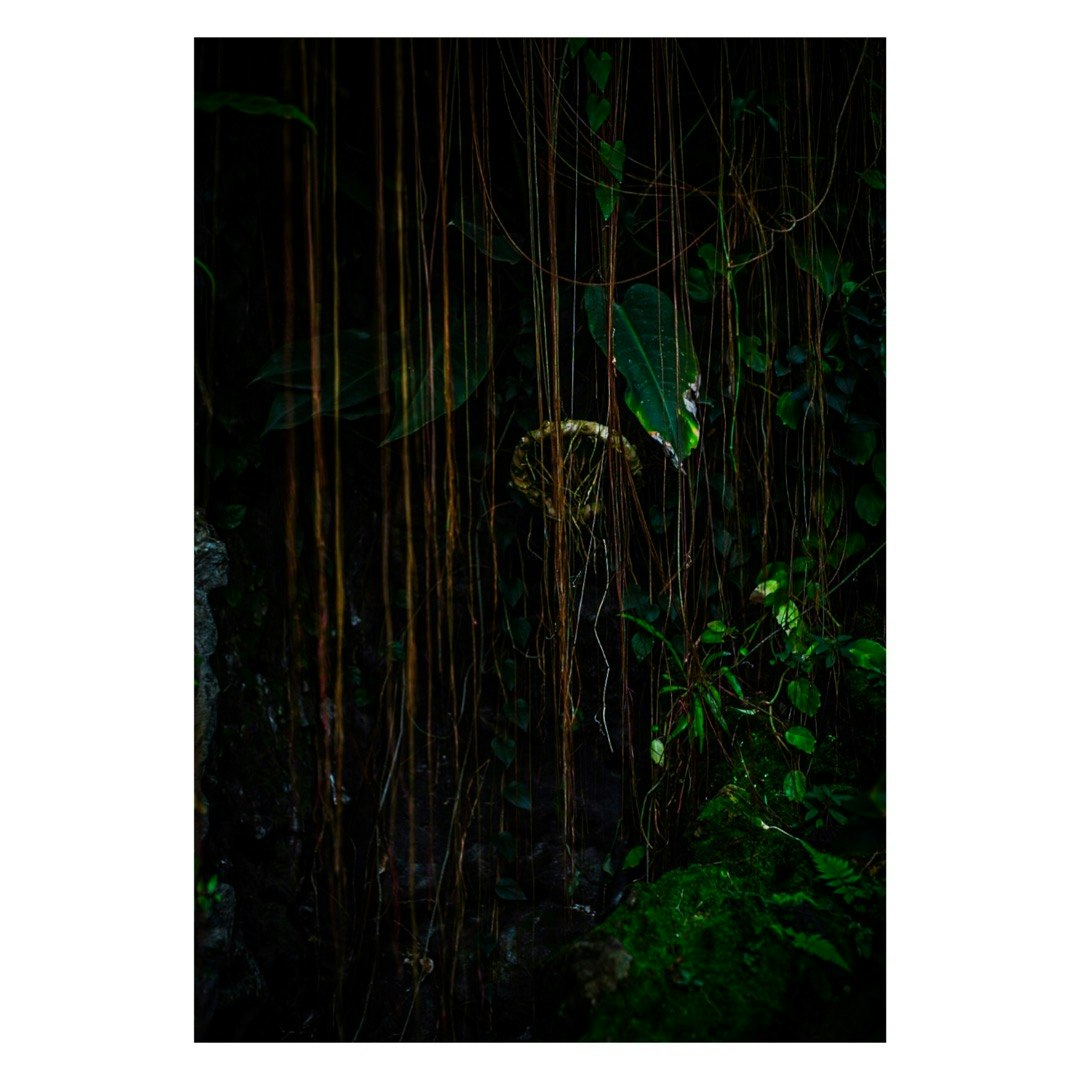 暗い森の木々と苔のある地面