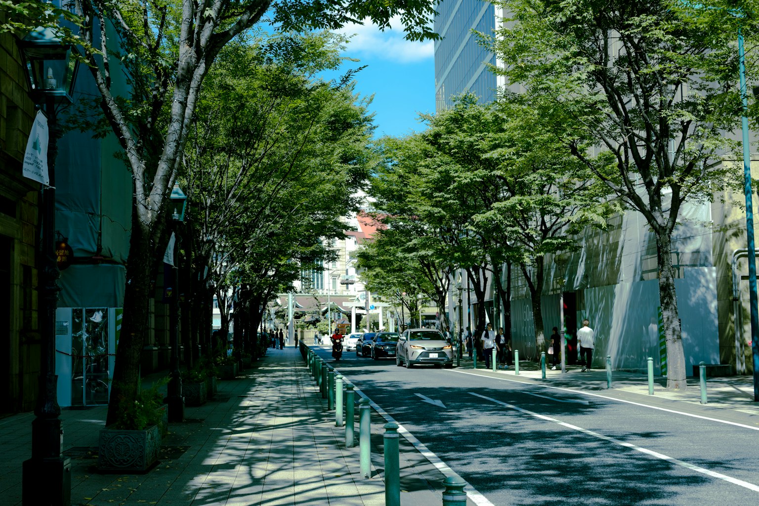 綠樹成蔭的街道與現代建築