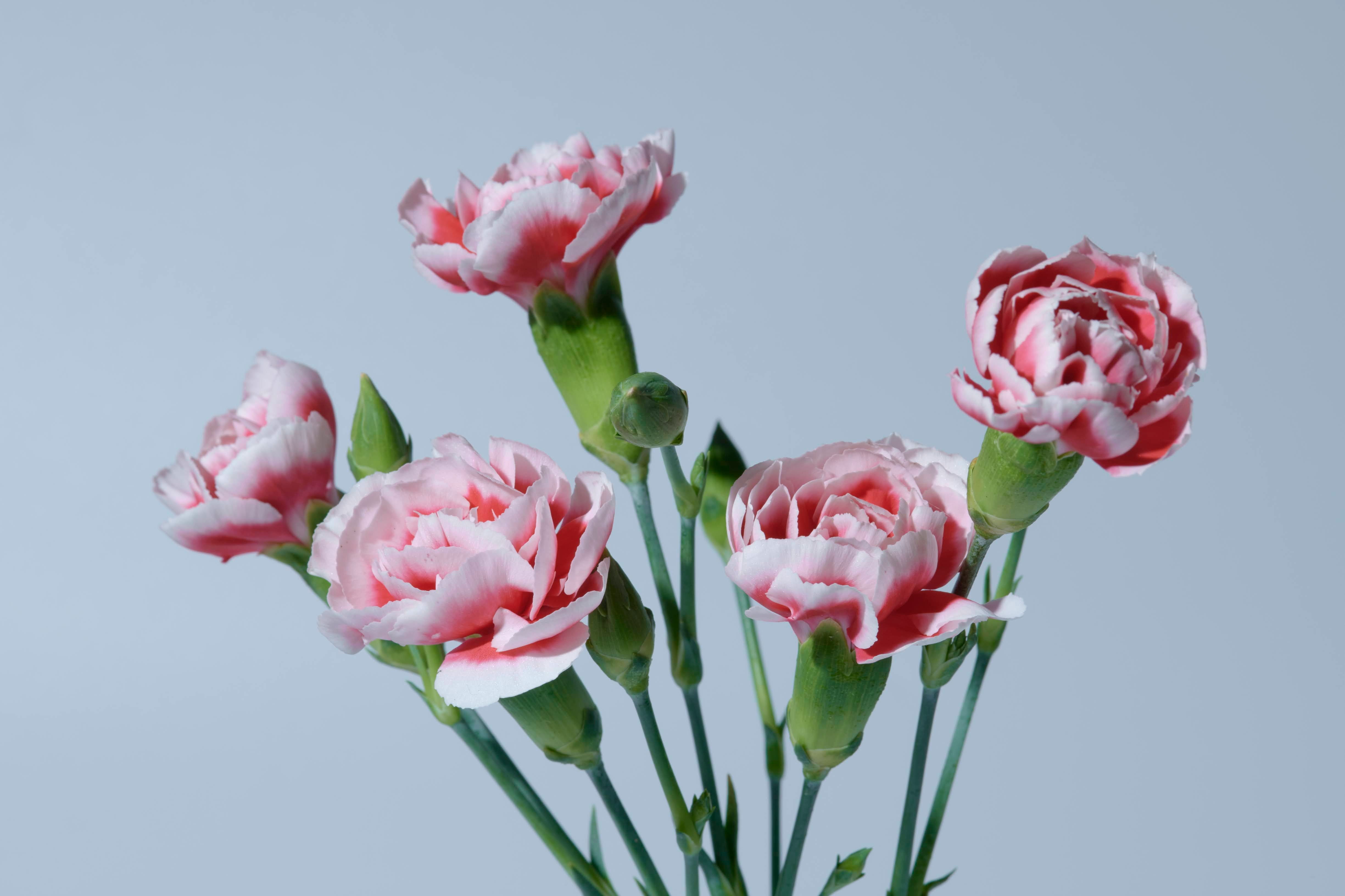 青空を背景にしたピンクのバラの花束