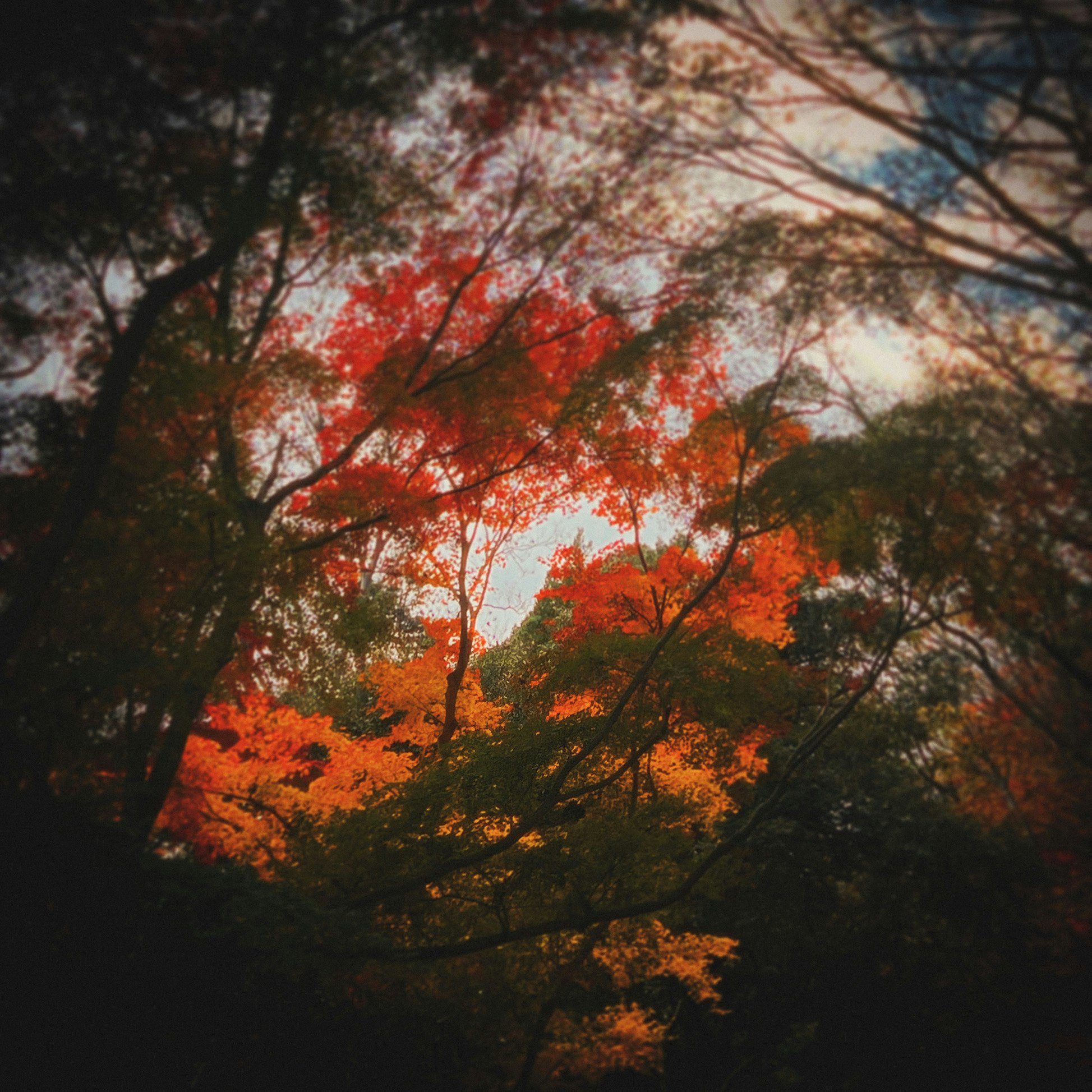 色づく木々が重なる秋の森の景色