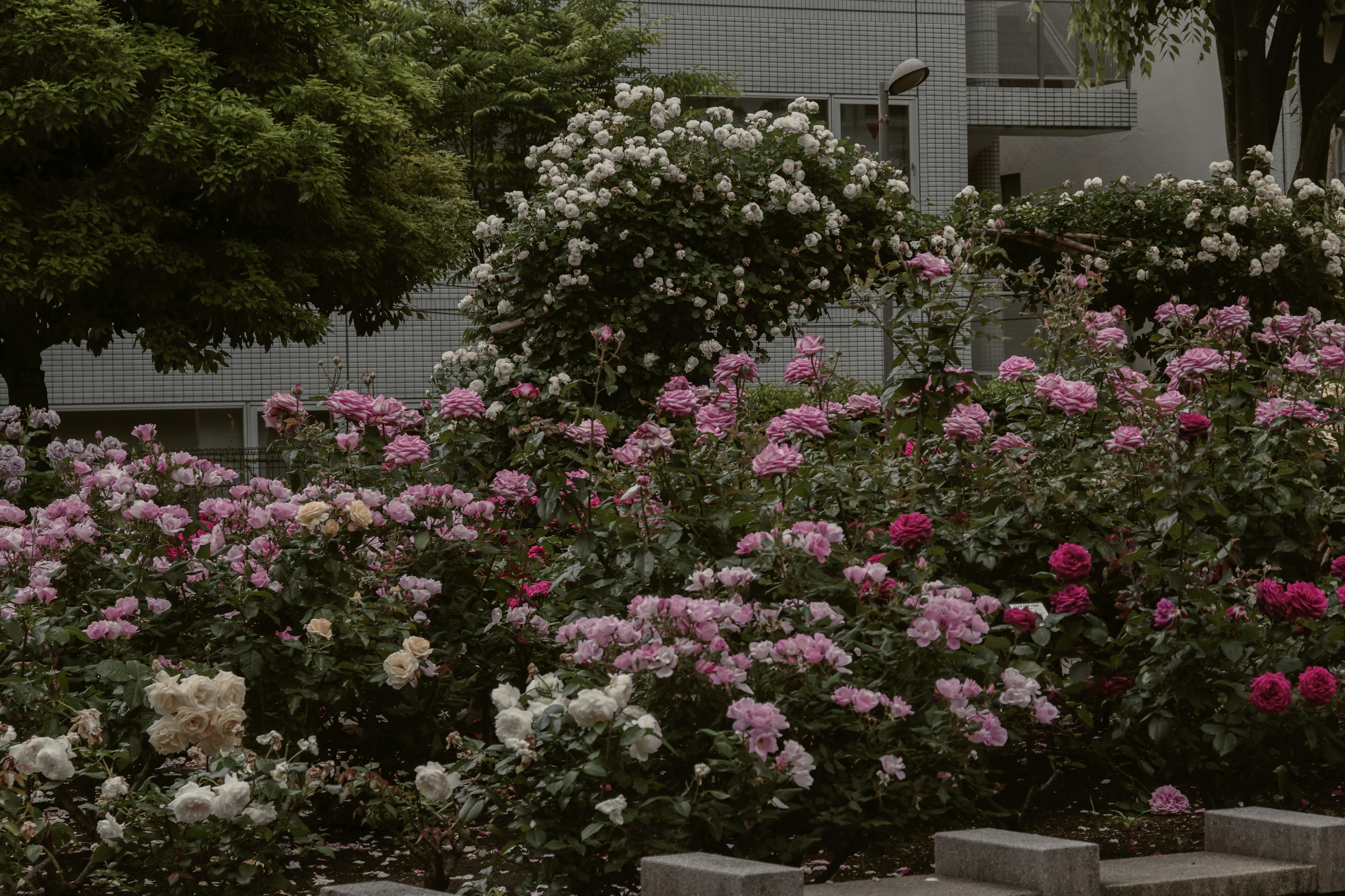 整えられたバラの花壇のある庭