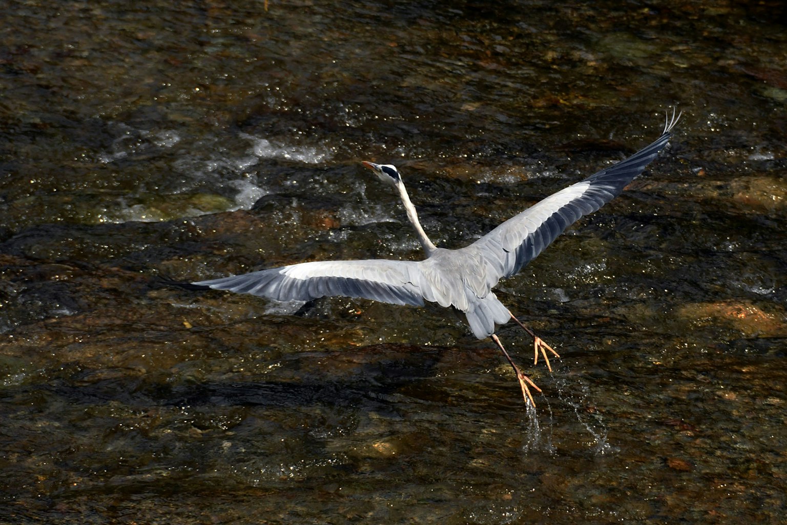 A heron flying over the water