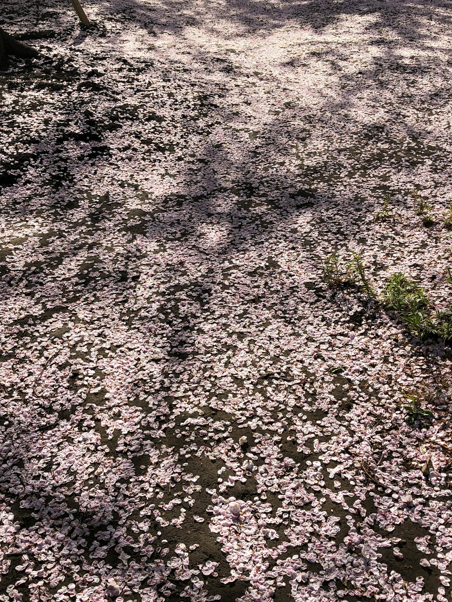 Una vista serena de pétalos de cerezo cubriendo el suelo