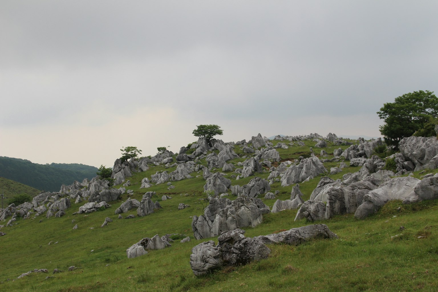 Collina rocciosa panoramica con alberi sparsi e terreno erboso