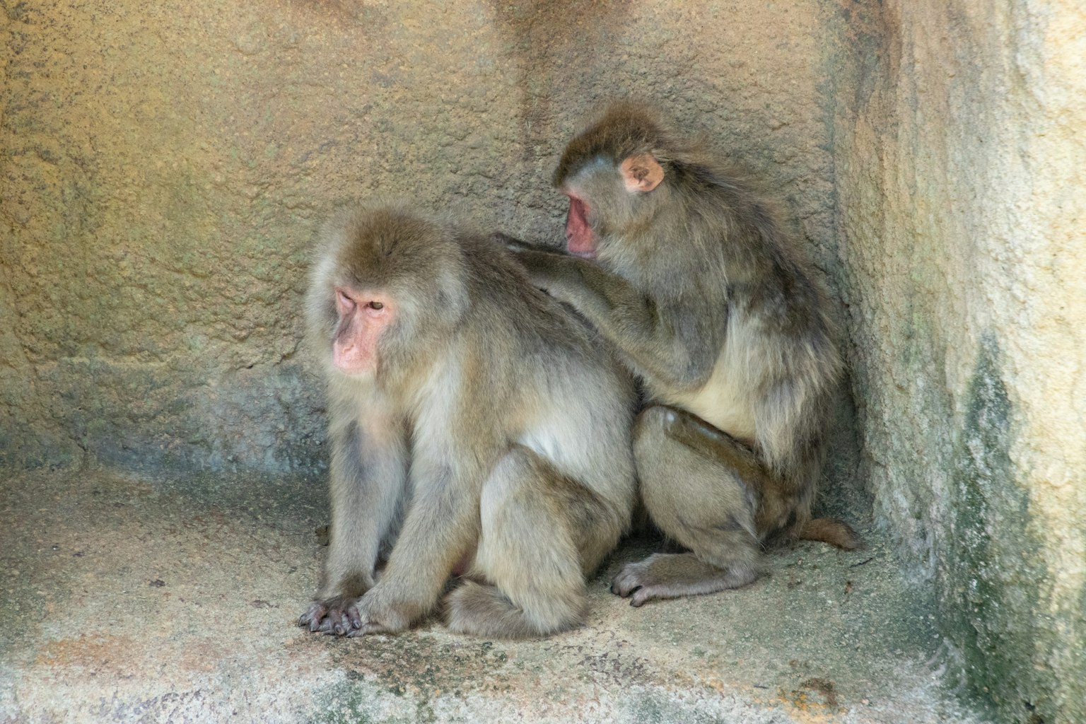 ลิงสองตัวนั่งใกล้กันในกรงหิน