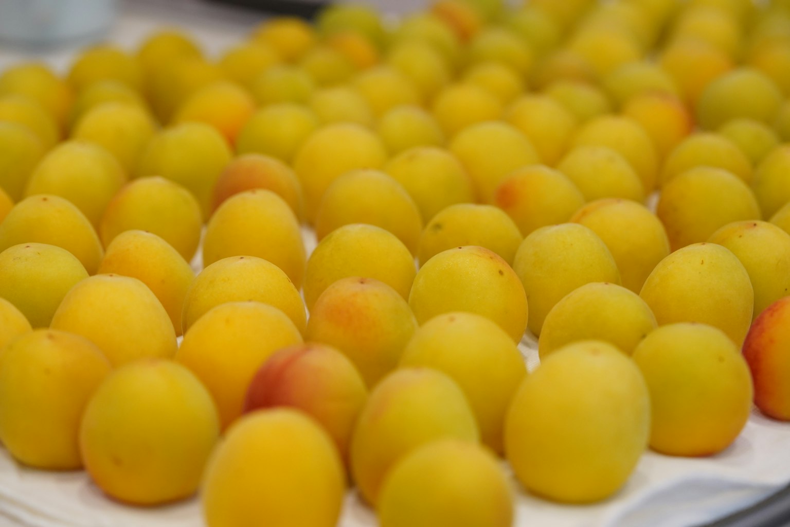 Una esposizione di frutti gialli disposti in file