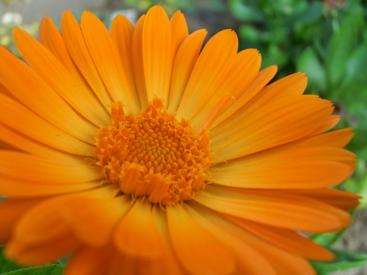 Close-up of a bright orange daisy flower