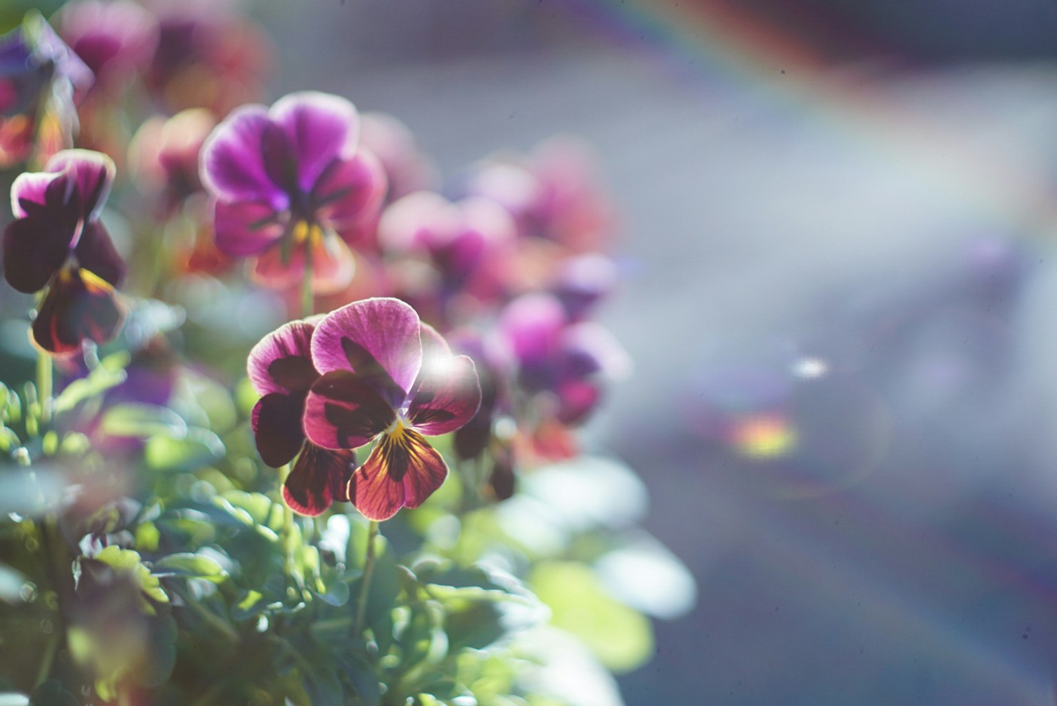 Gros plan de fleurs violettes en fleurs avec la lumière du soleil