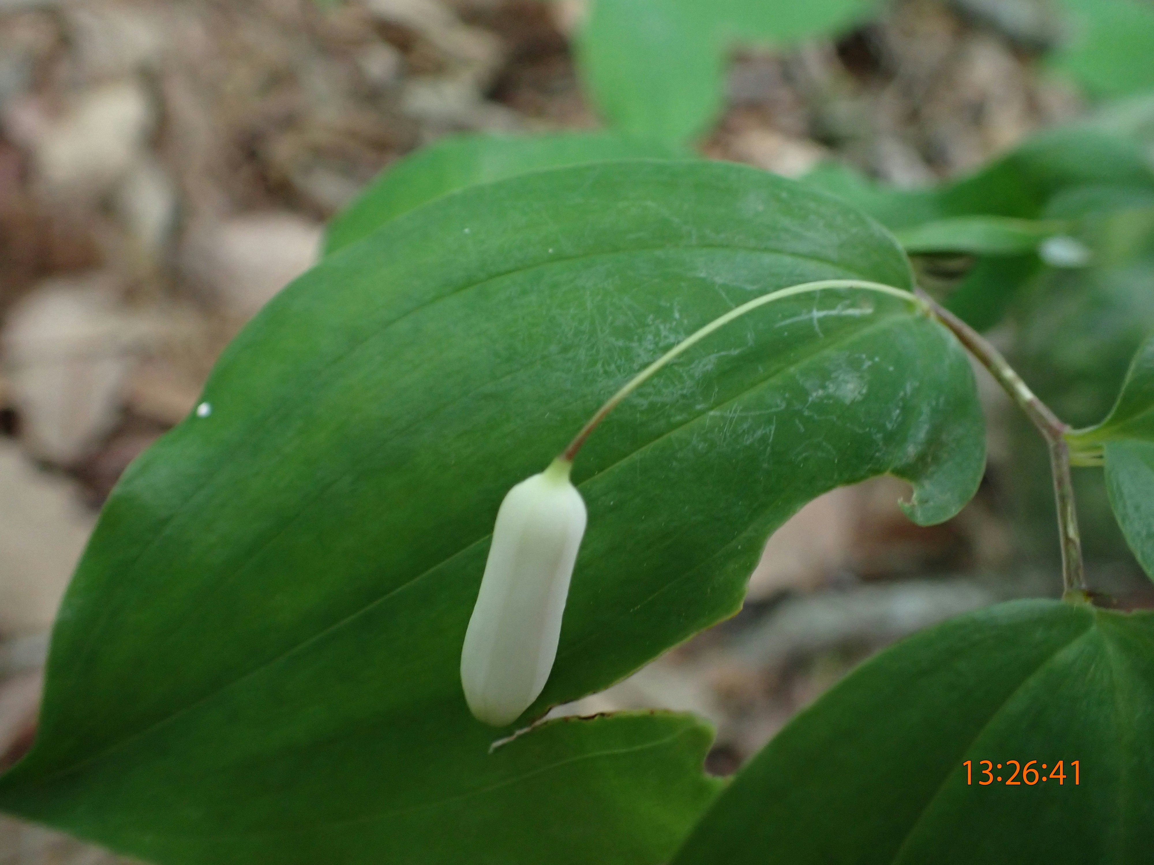 bouton de fleur blanche sur des feuilles vertes
