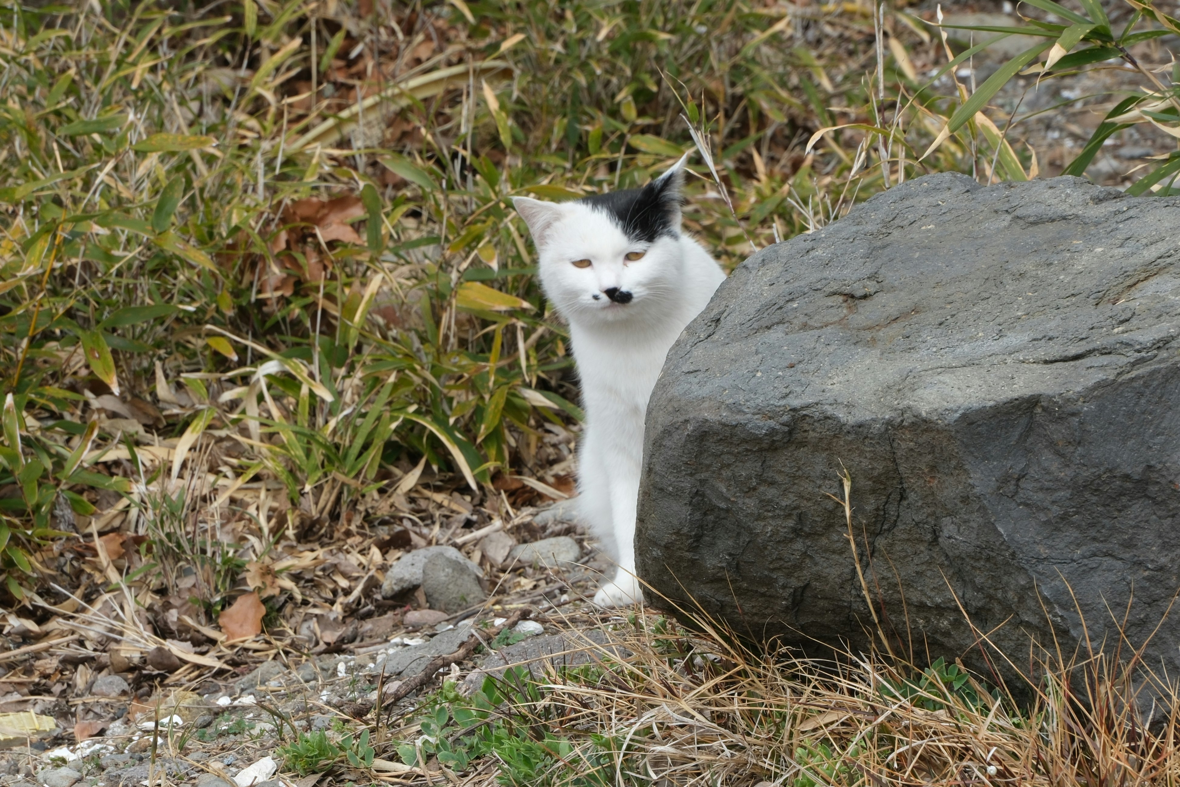 white cat crouching beside a rock in grass