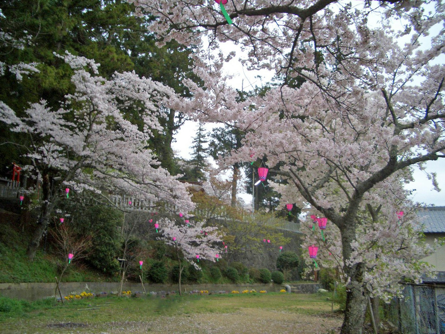 Cherry blossom trees in bloom with pink lanterns hanging