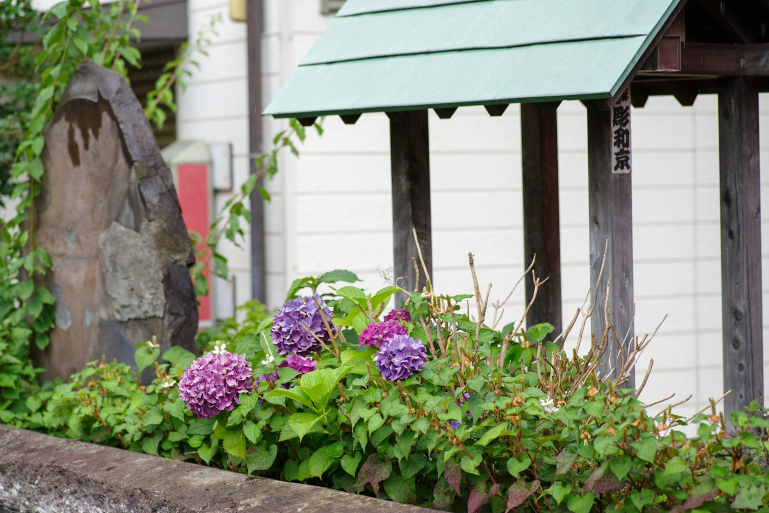 Landscape featuring a small shed with a green roof and blooming purple flowers