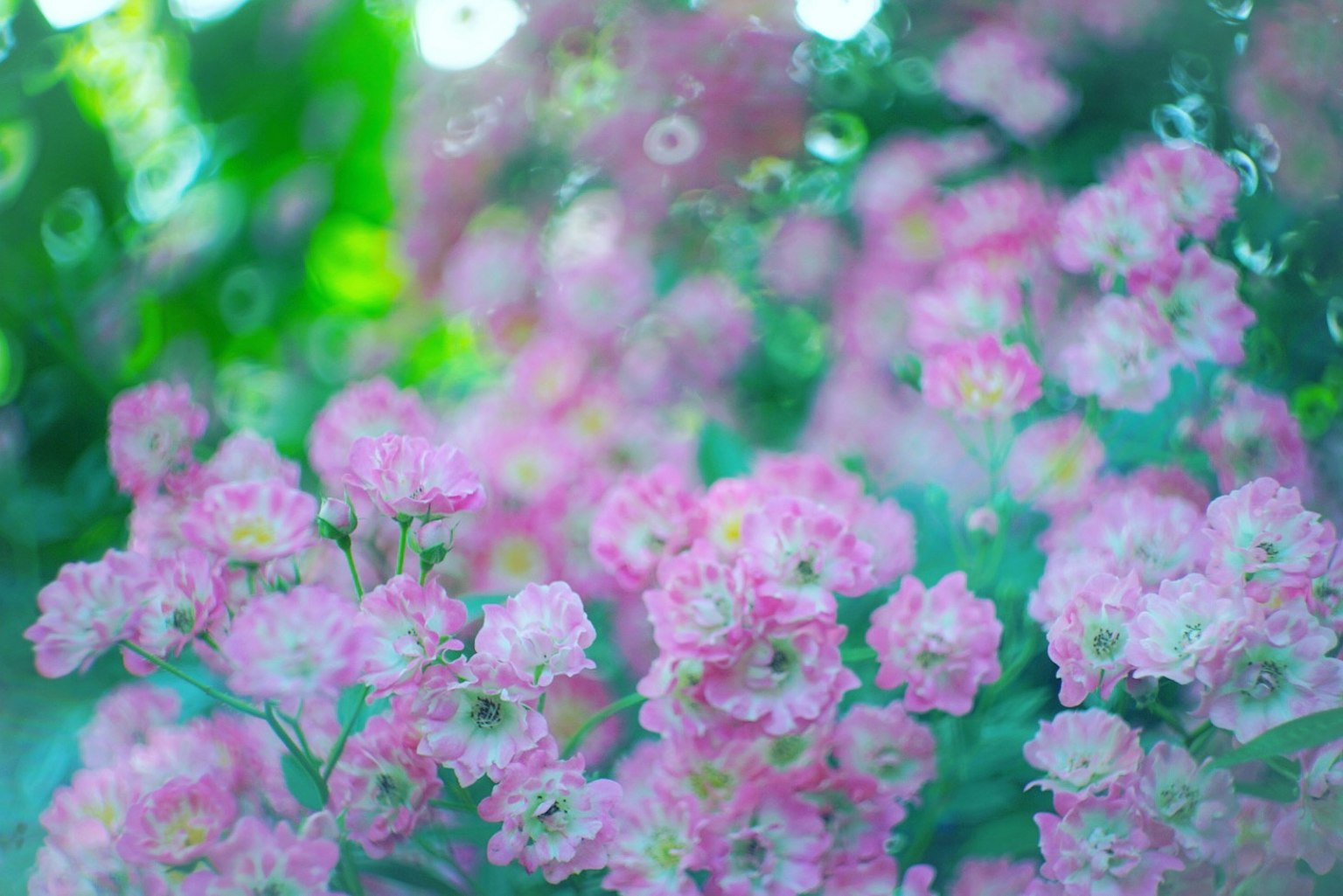 Beautiful scene of blooming pink flowers