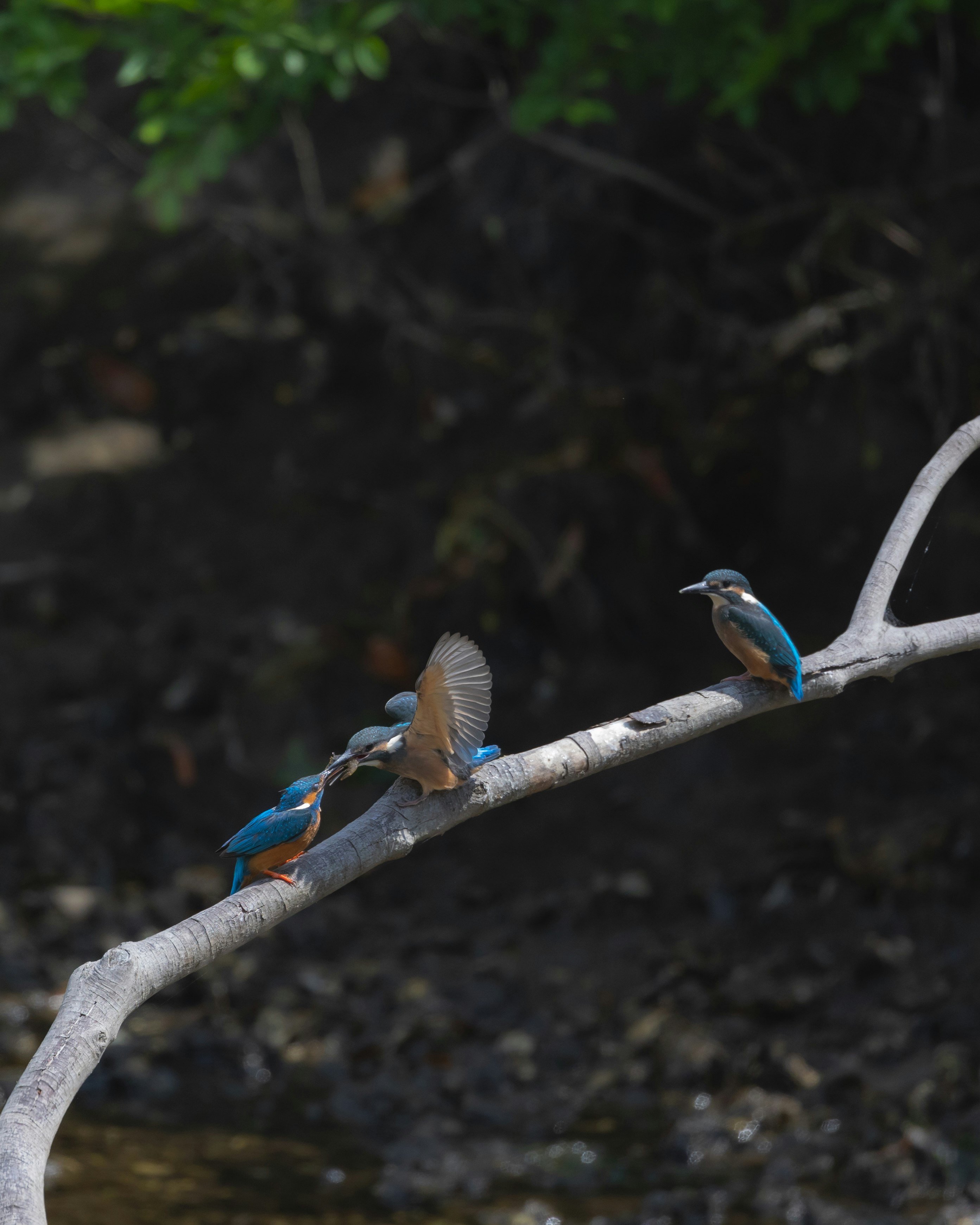 川辺の止まり木にとまるカワセミと鳥