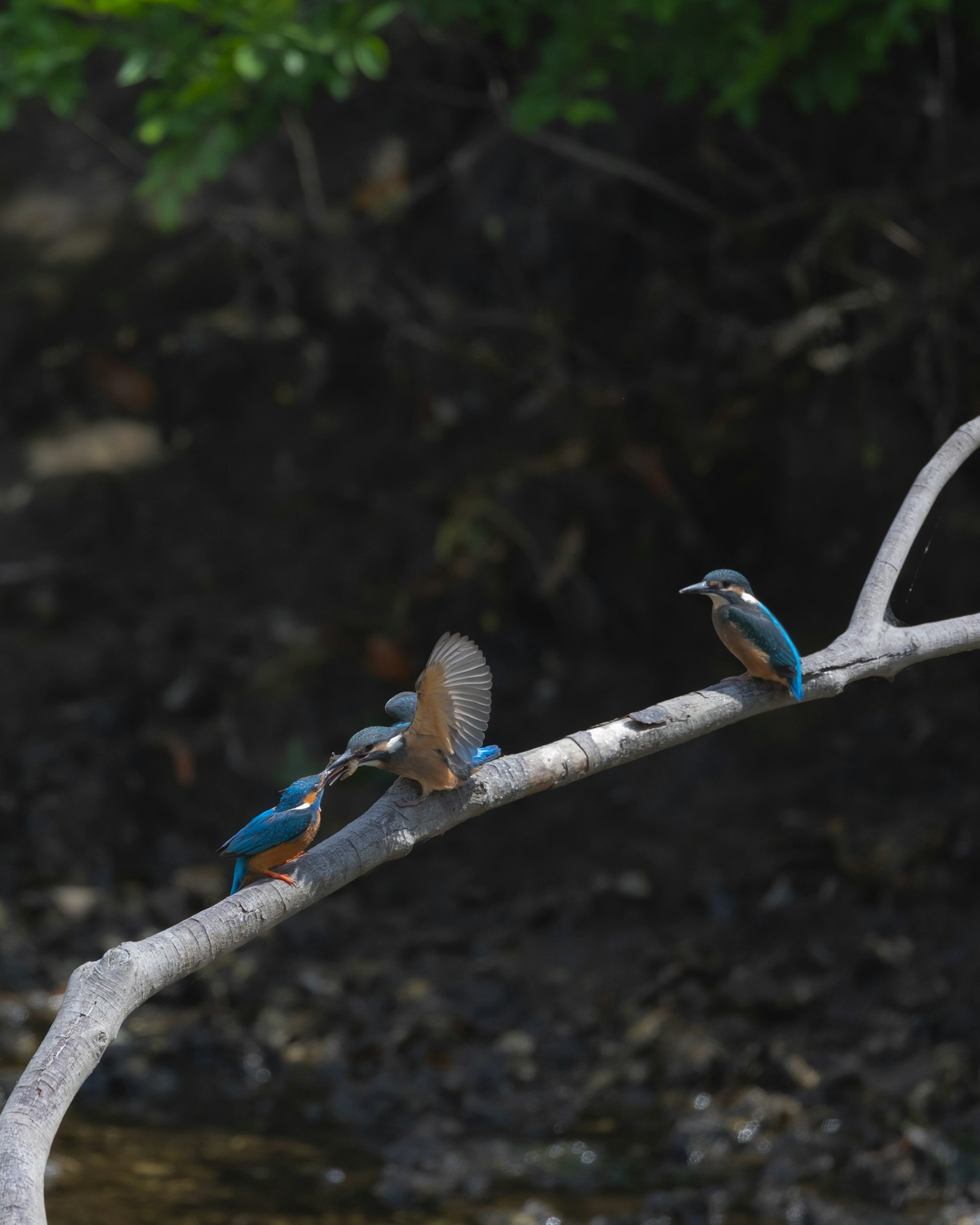 A kingfisher with blue feathers perched on a branch