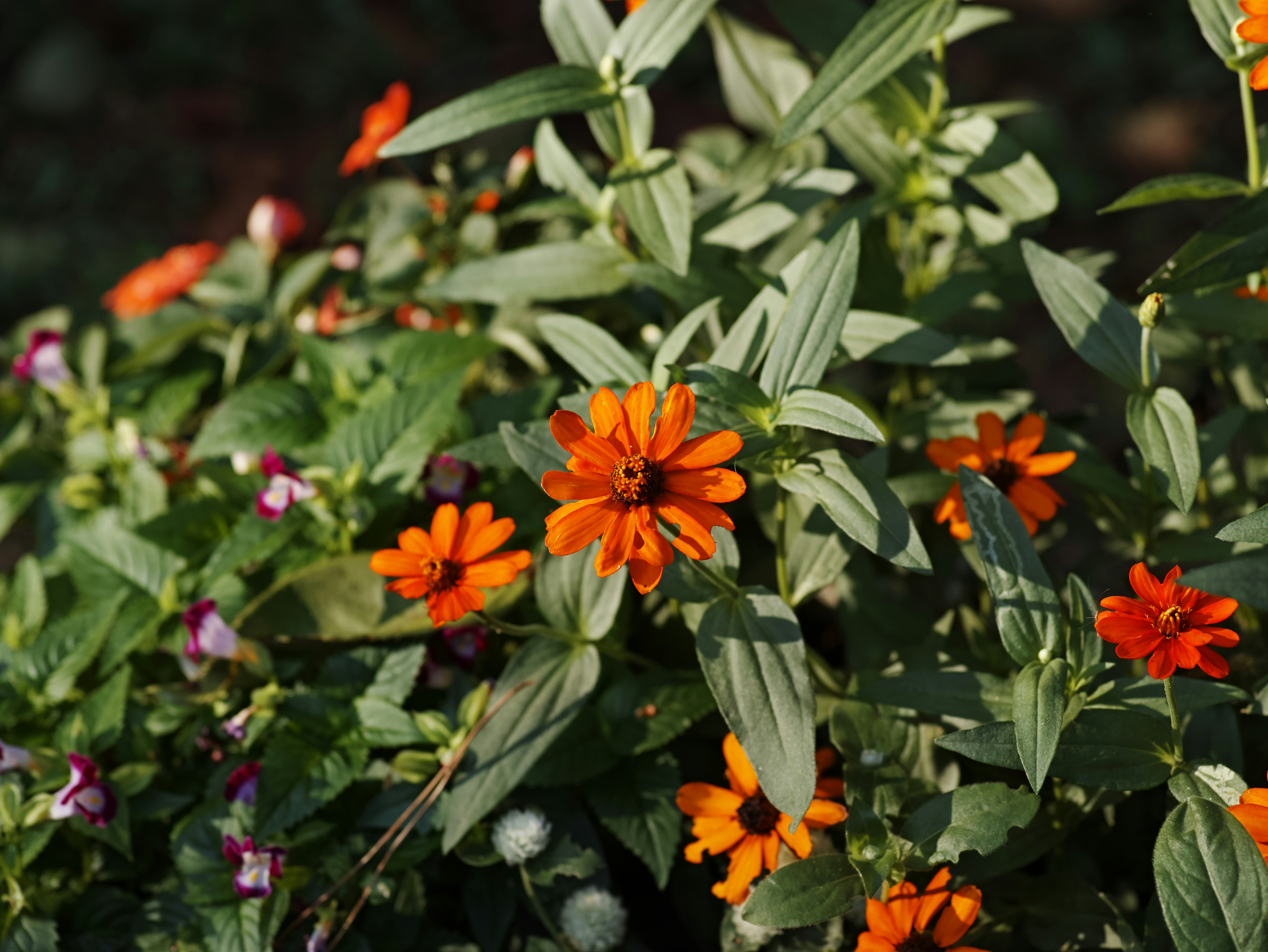 オレンジ色の花が咲く庭の植物のクローズアップ