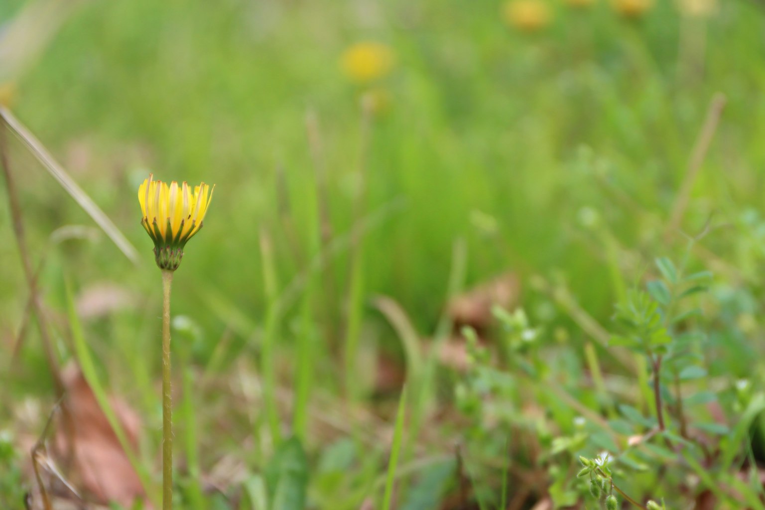Una flor amarilla floreciendo entre la hierba verde