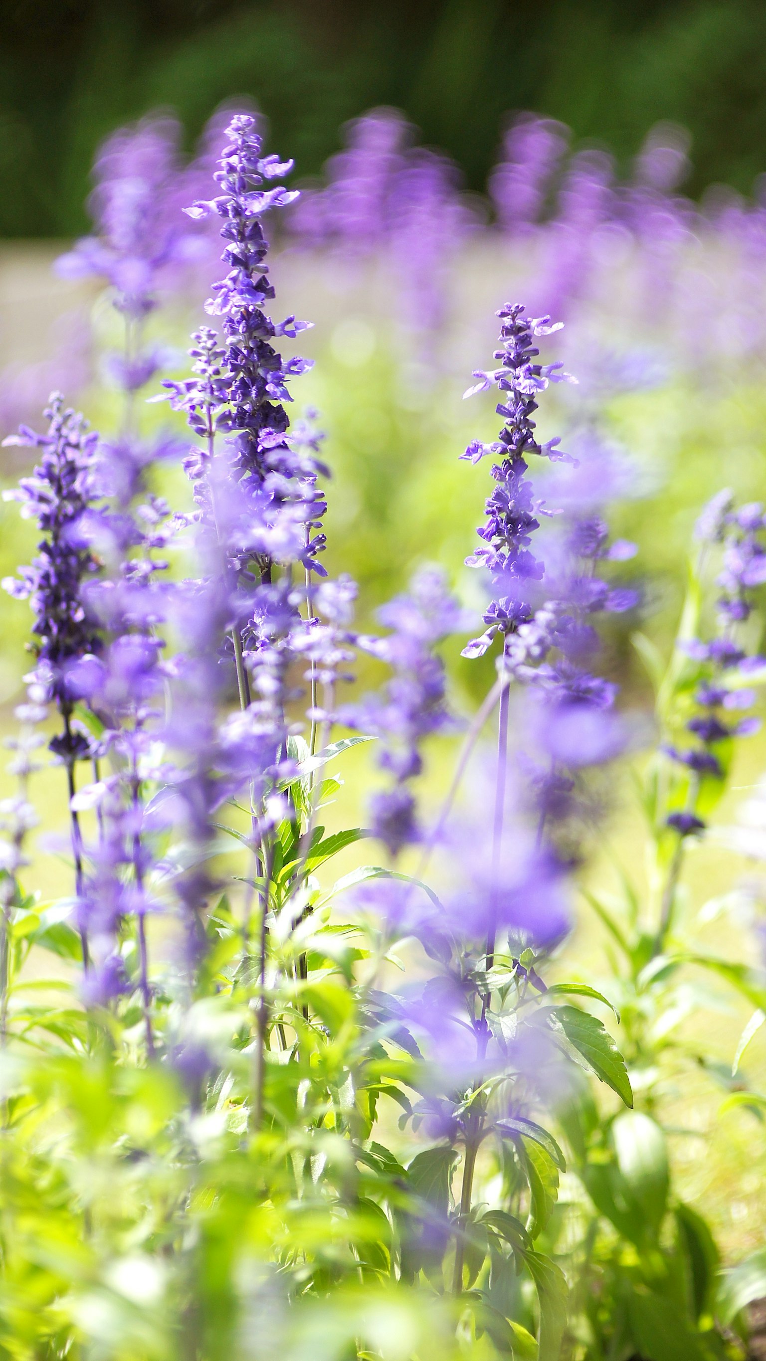 Feld mit lila blühenden Blumen