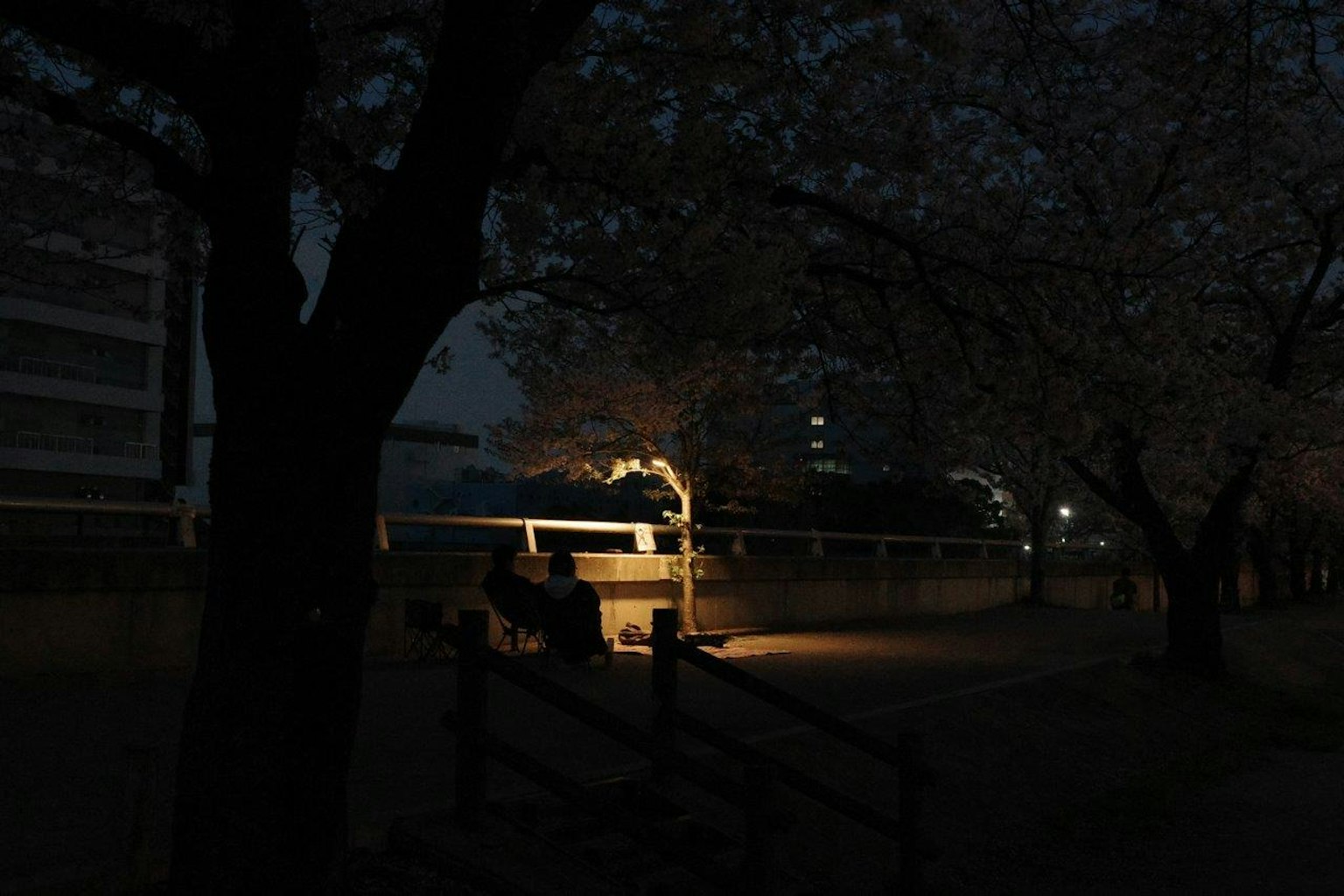 夜间公园长椅被樱花树环绕