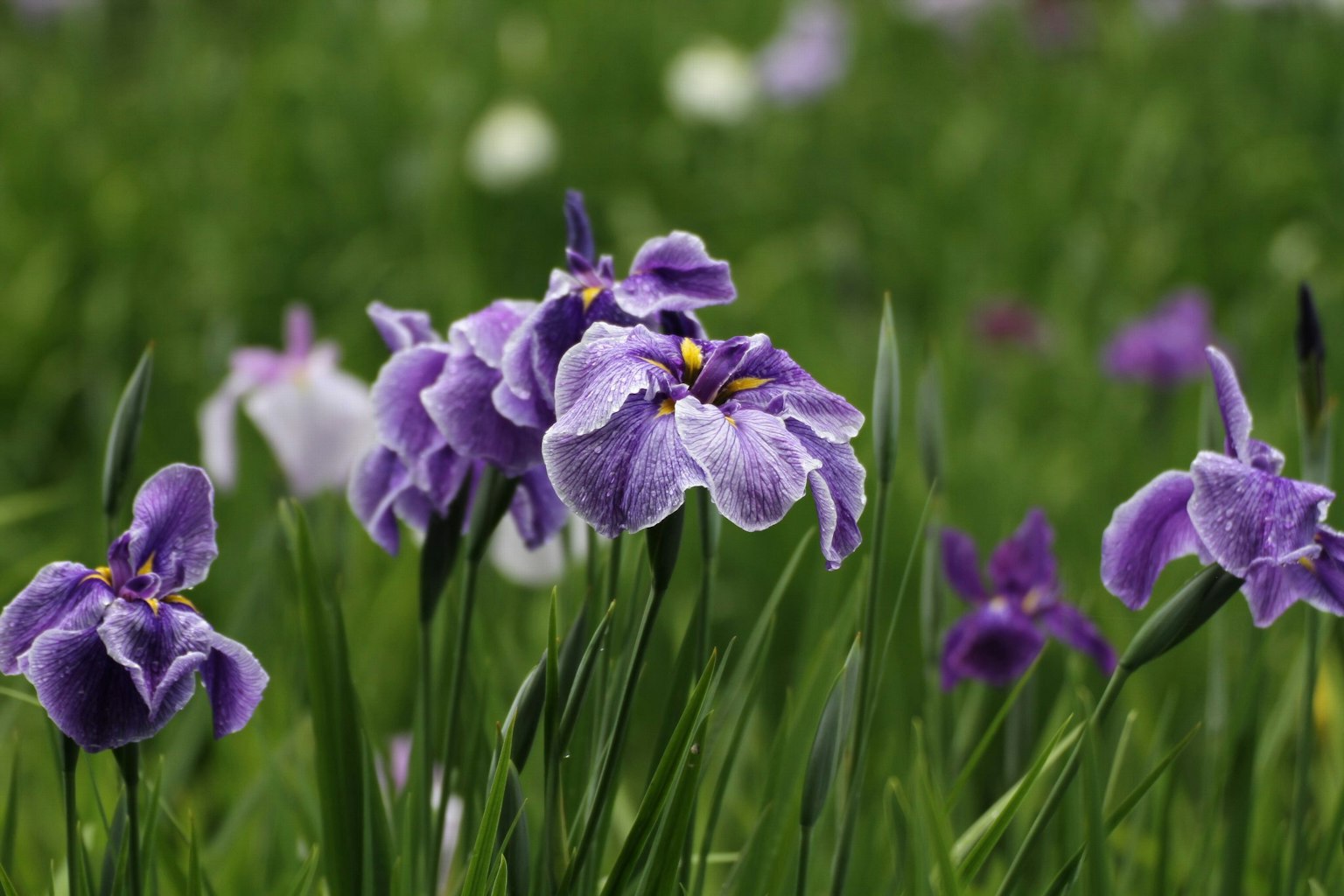 Lila Irisblüten blühen zwischen grünem Gras