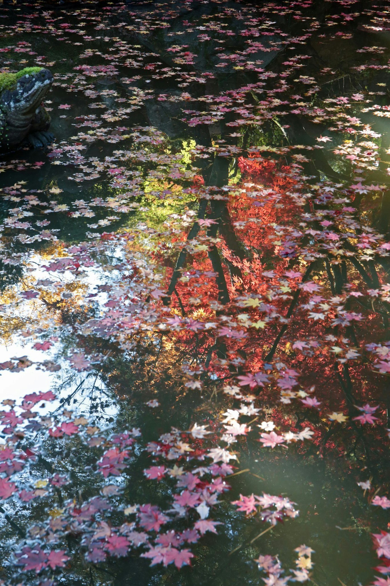 色とりどりの花びらが水面に広がる花筏の景色